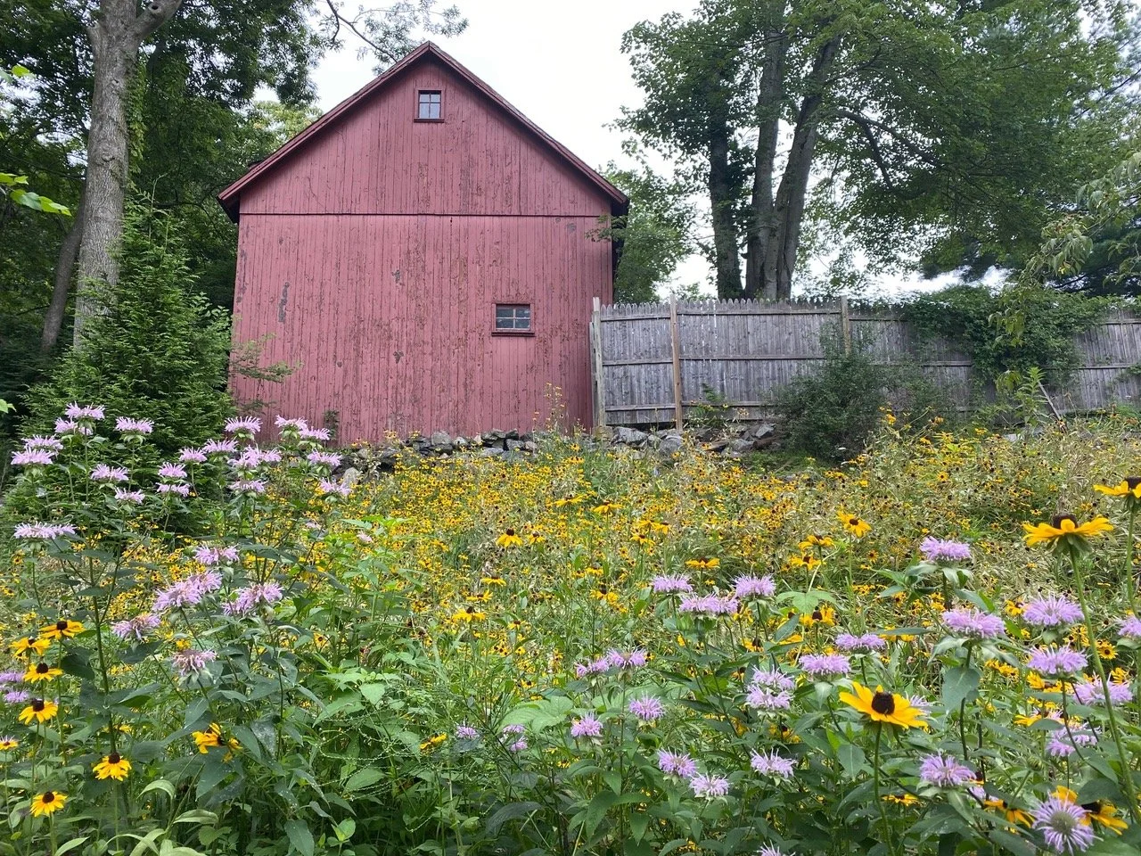 Lunch & Learn: Transforming Your Lawn Into A Meadow with Jay Petrow