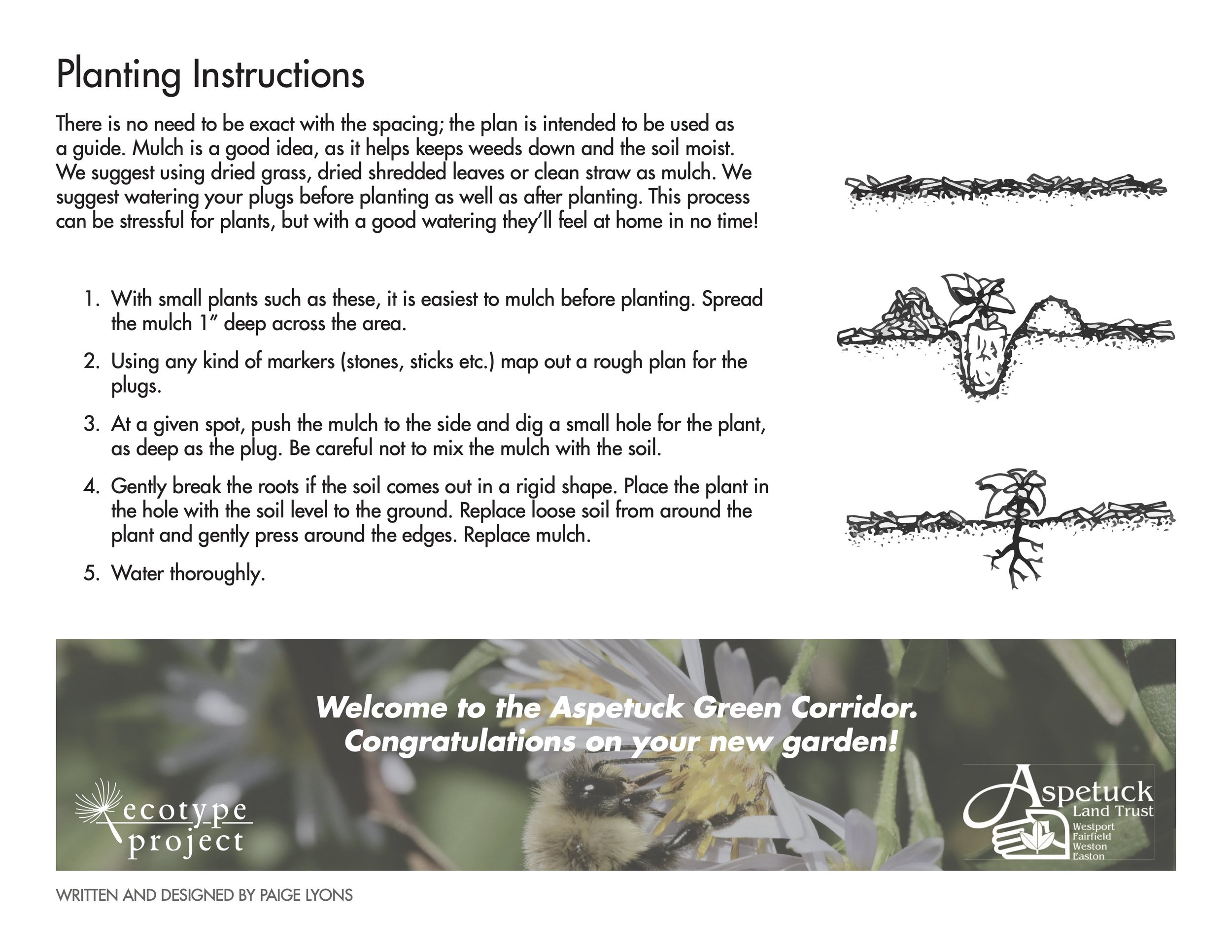 Perennial Plug Planting Instructions