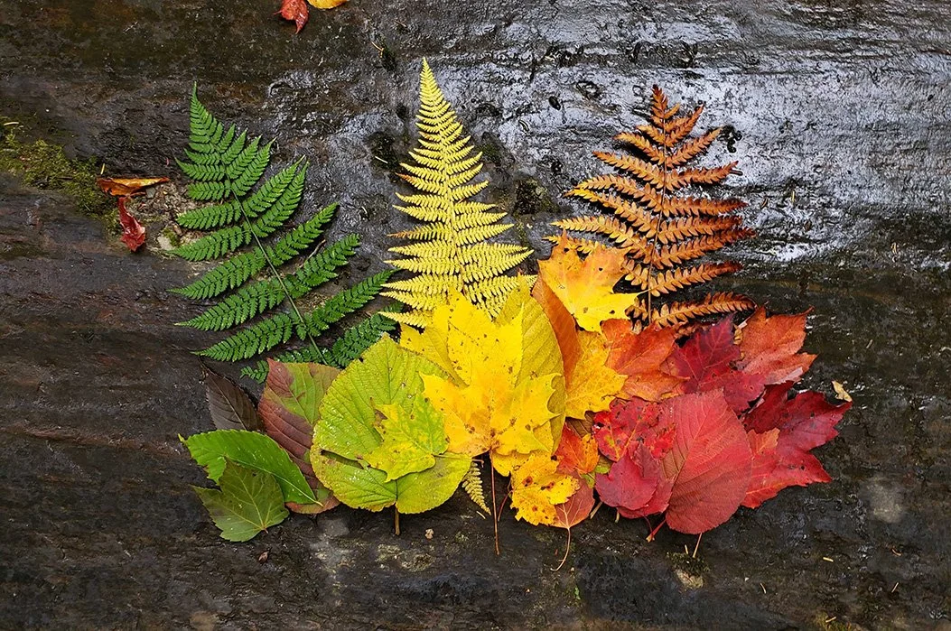 changing leaves.jpeg