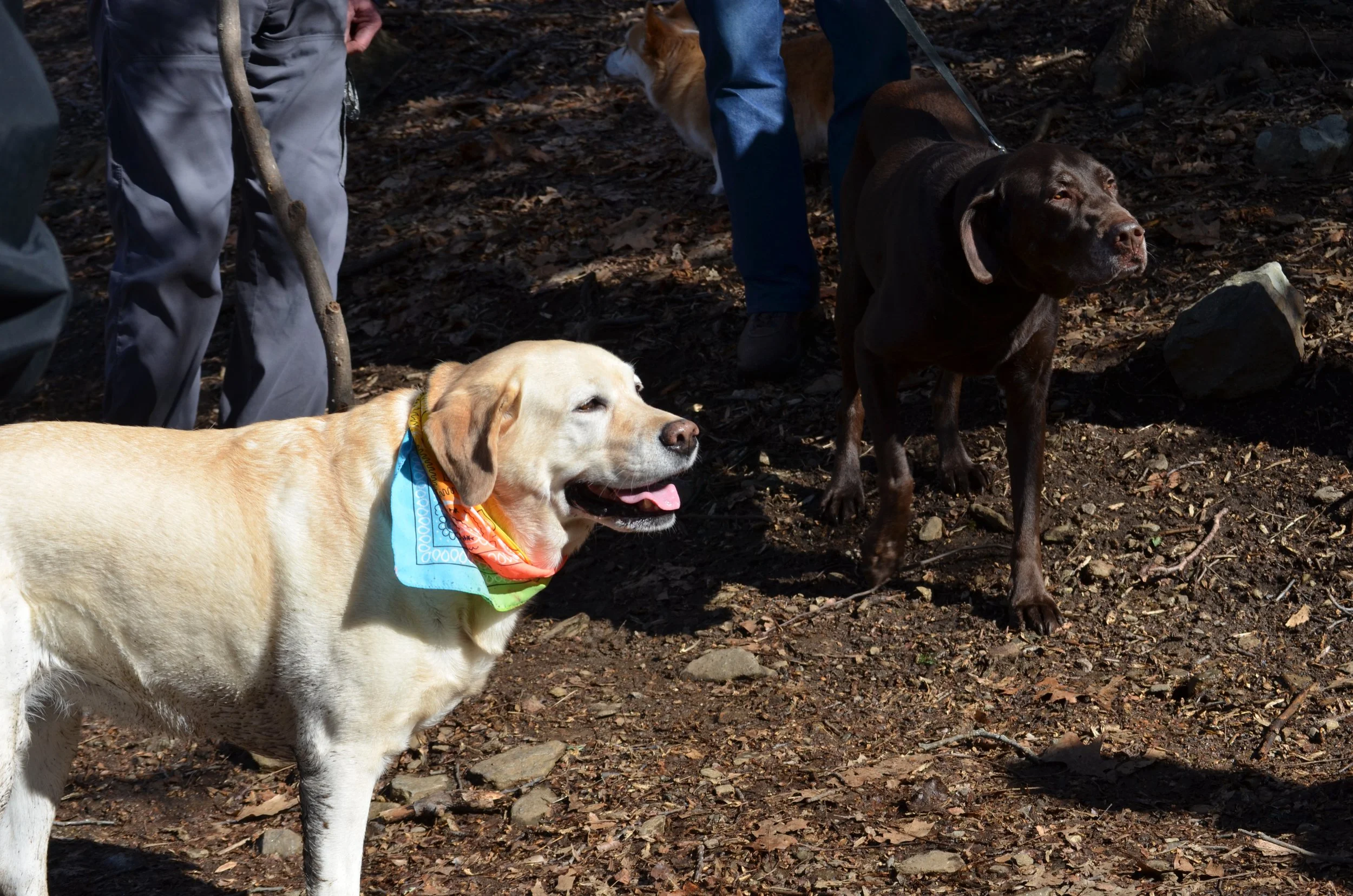 Dog Walk with David Brant - cancelled