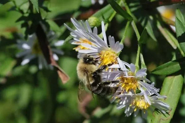 Sowing Bee with Fairfield Pollinator Pathway