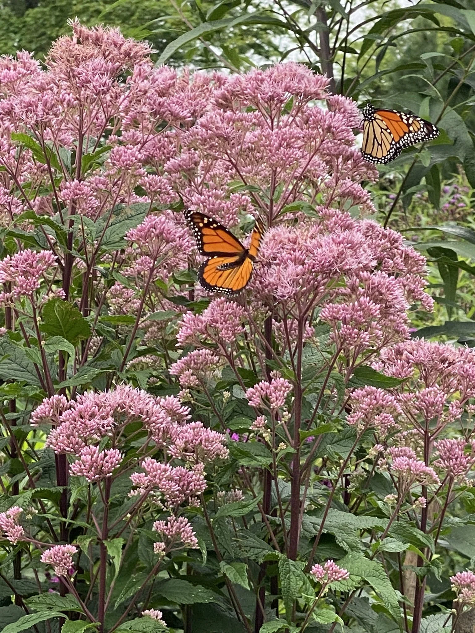 Michelle Fracasso Honored by Land Trust