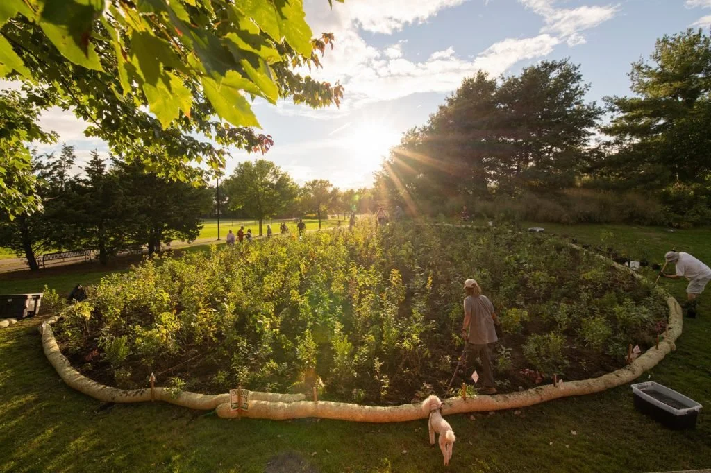 The Miyawaki Method Lunch & Learn Webinar