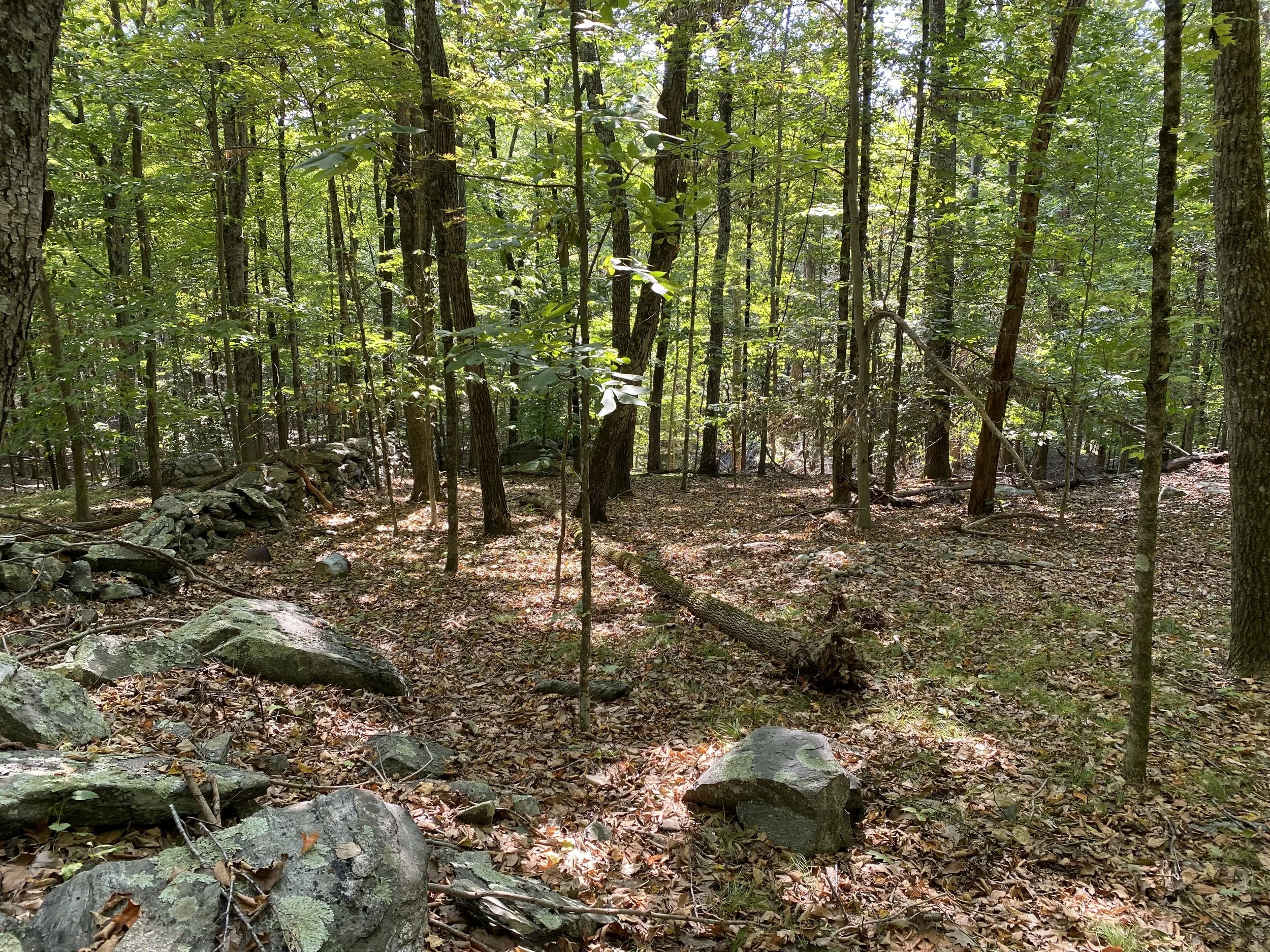 Ridgefield Garden Club Annual Conservation Meeting Presented in Collaboration with the Ridgefield Library