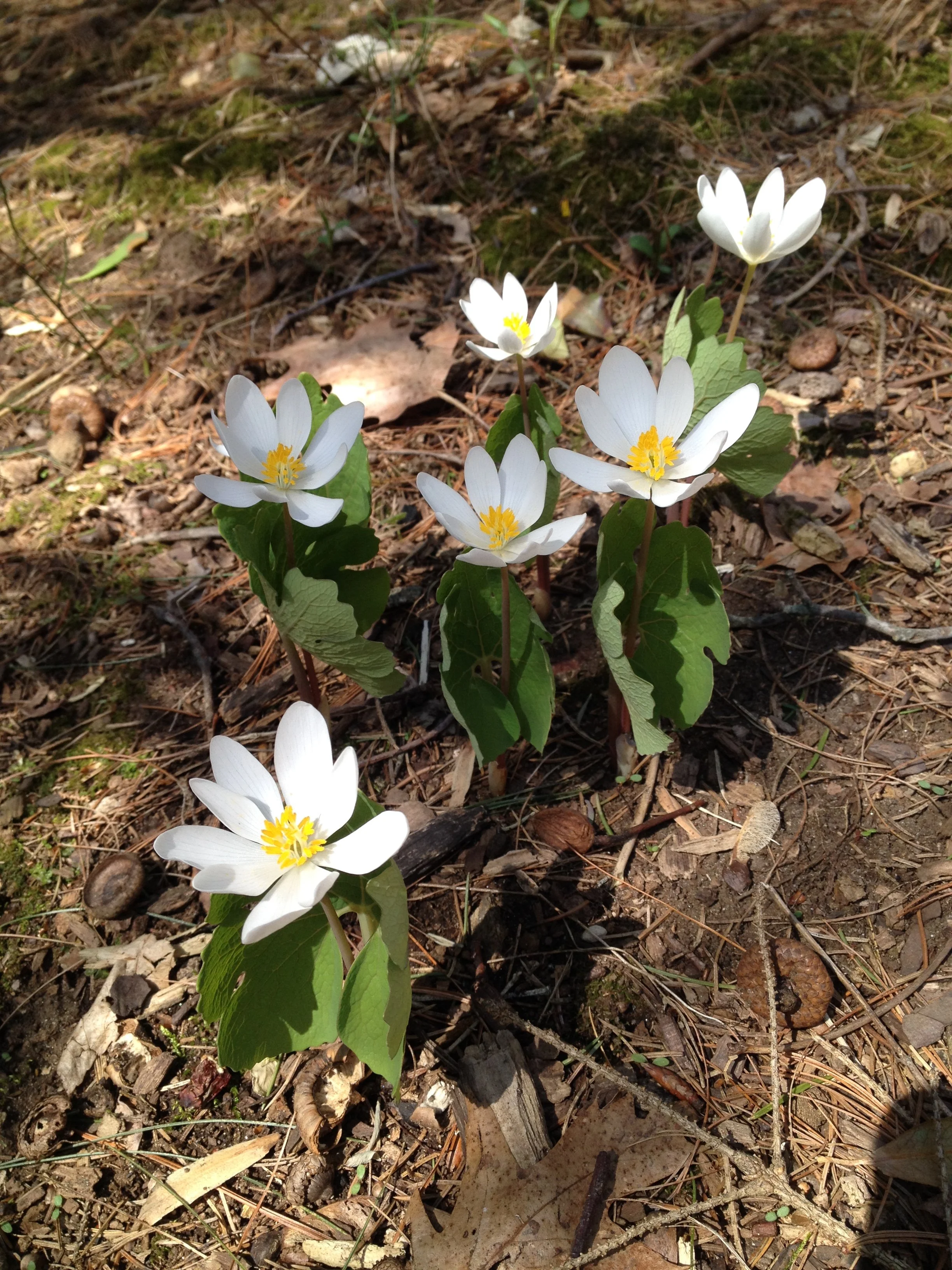 Spring Ephemerals Wildflower Walk