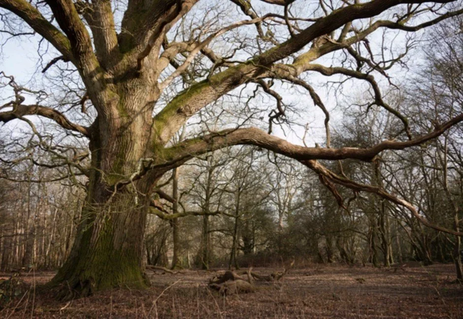 Urban Tree Identification