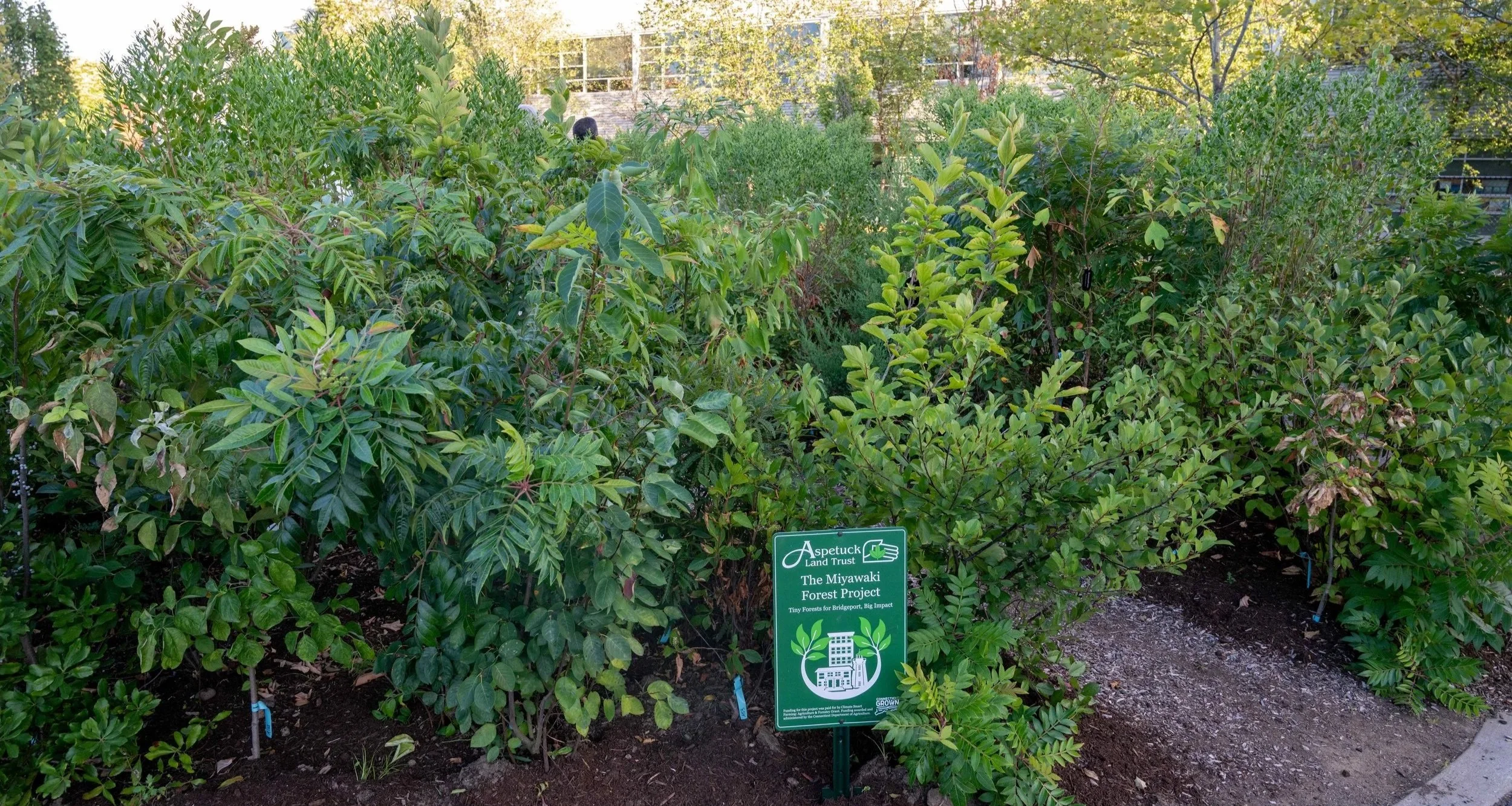 Miyawaki Microforests: Connecticut cities are embracing them, Stamford can too