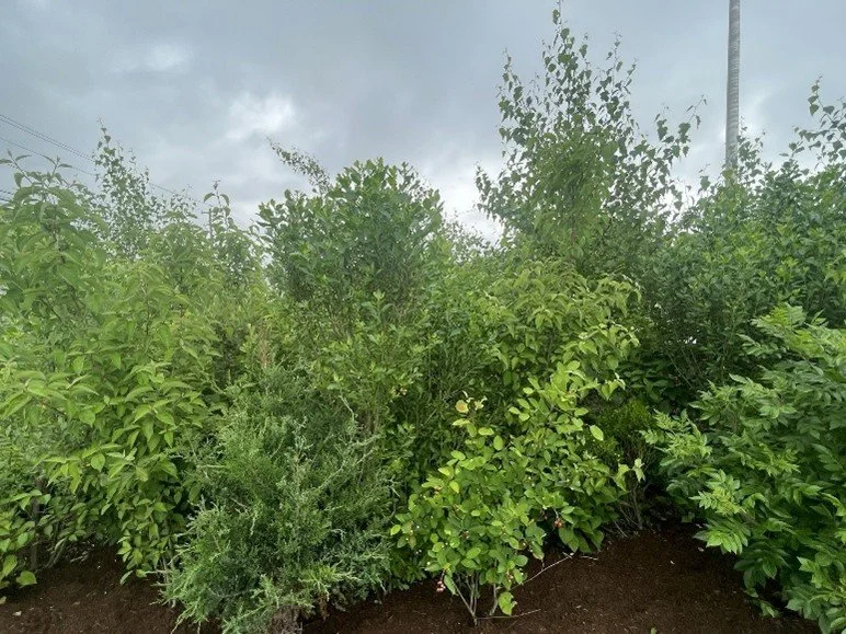 Connecticut’s least tree-covered city is growing the Northeast’s largest Miyawaki forest