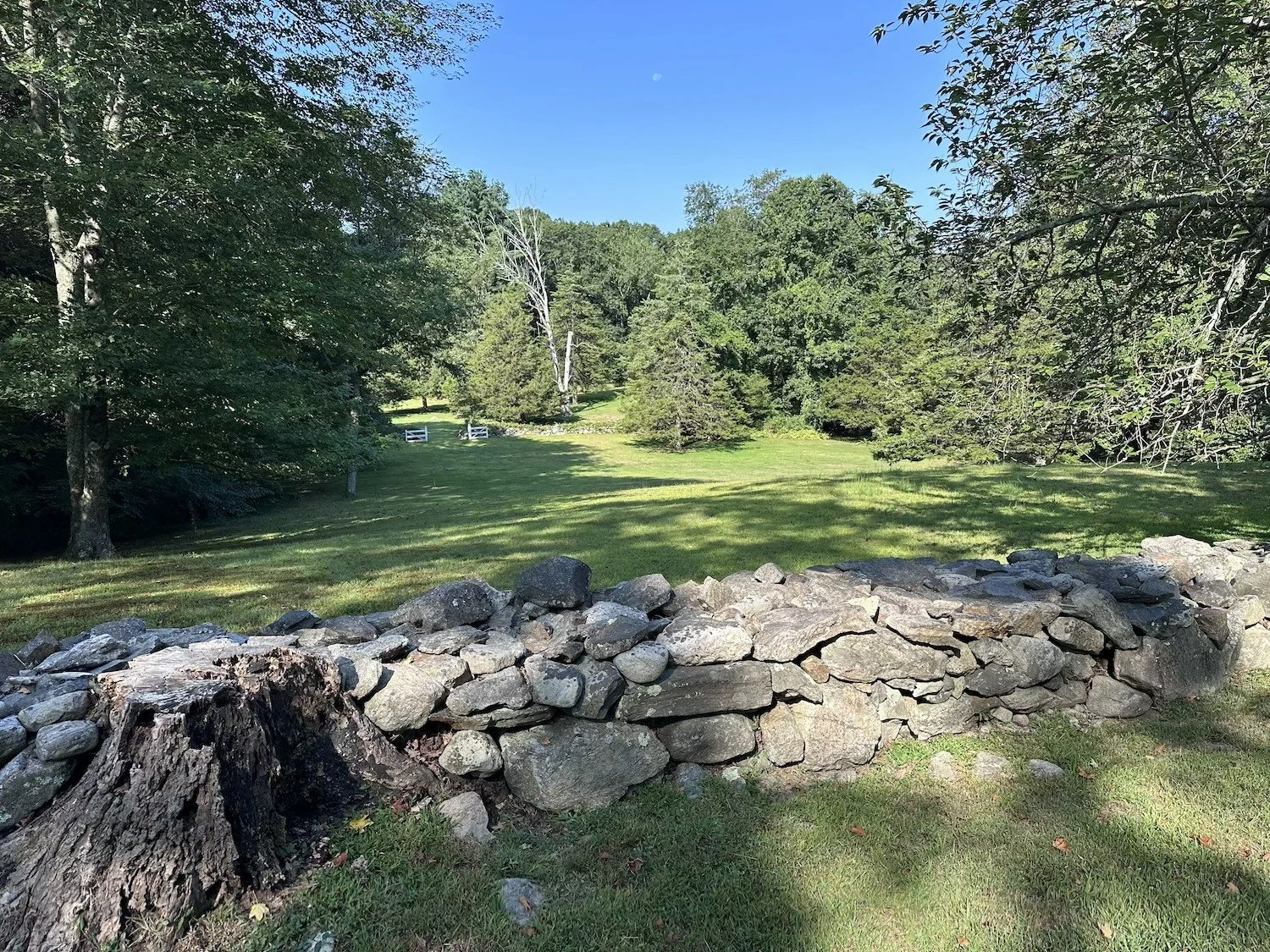 Plummer Property Tree Identification