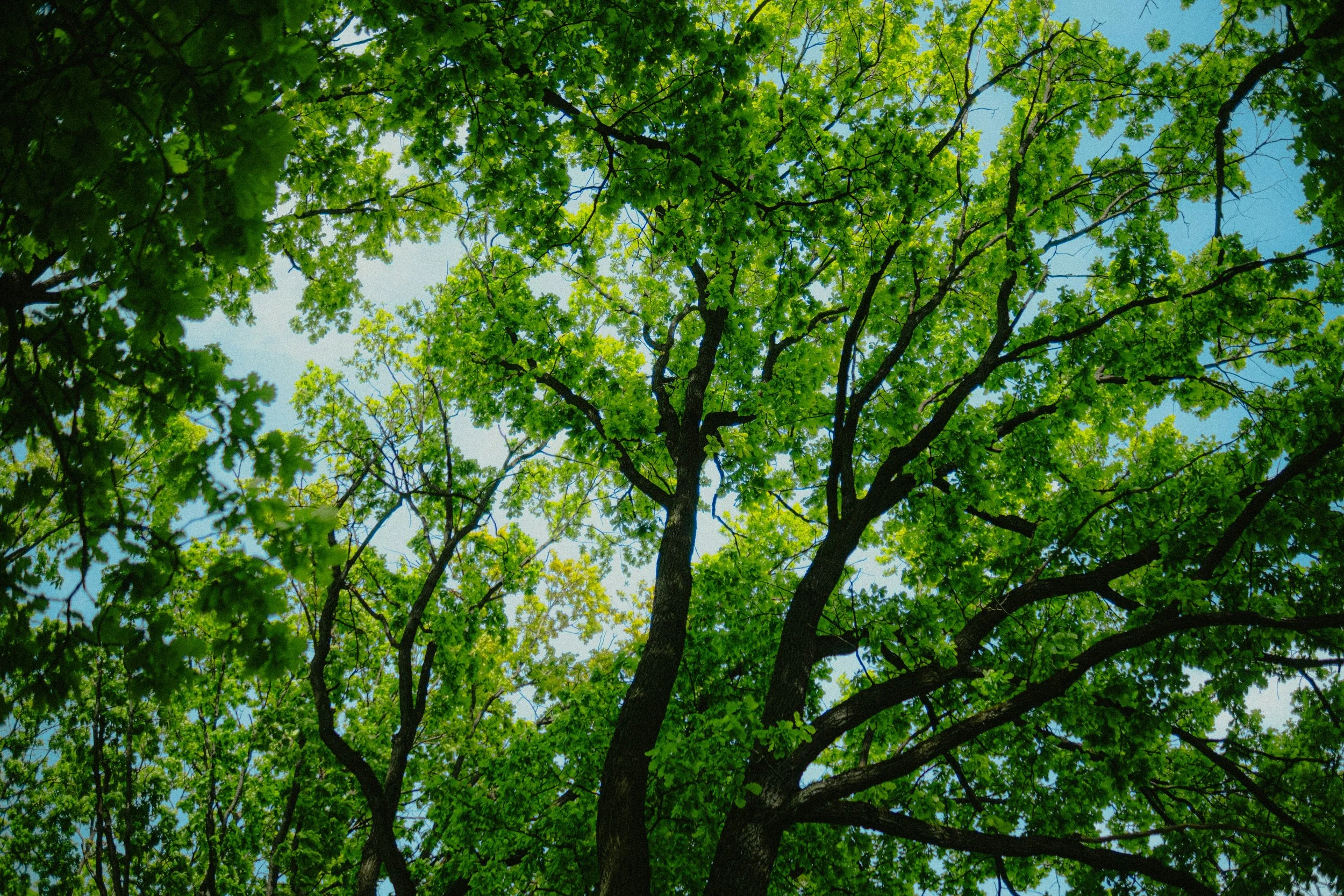Haskins Lecture 2026 with Joan Maloof - Forty Ways to Know a Tree