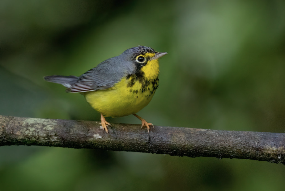 Birding and Photography Walk in the Trout Brook Valley Orchard