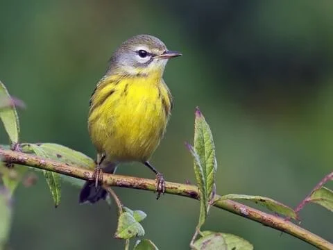 Birding and Photography Walk in the Trout Brook Valley Orchard