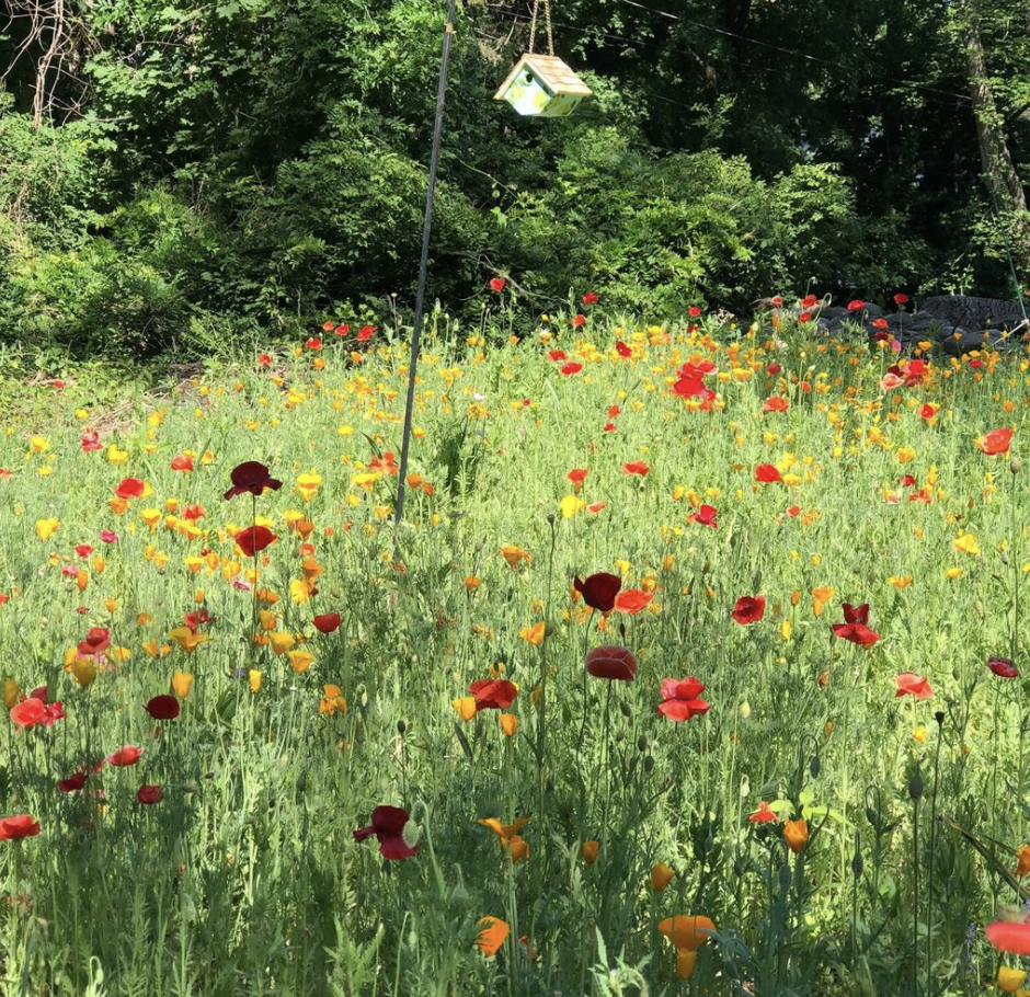 Lunch &amp; Learn: Invasives to Natives, A Backyard Restoration