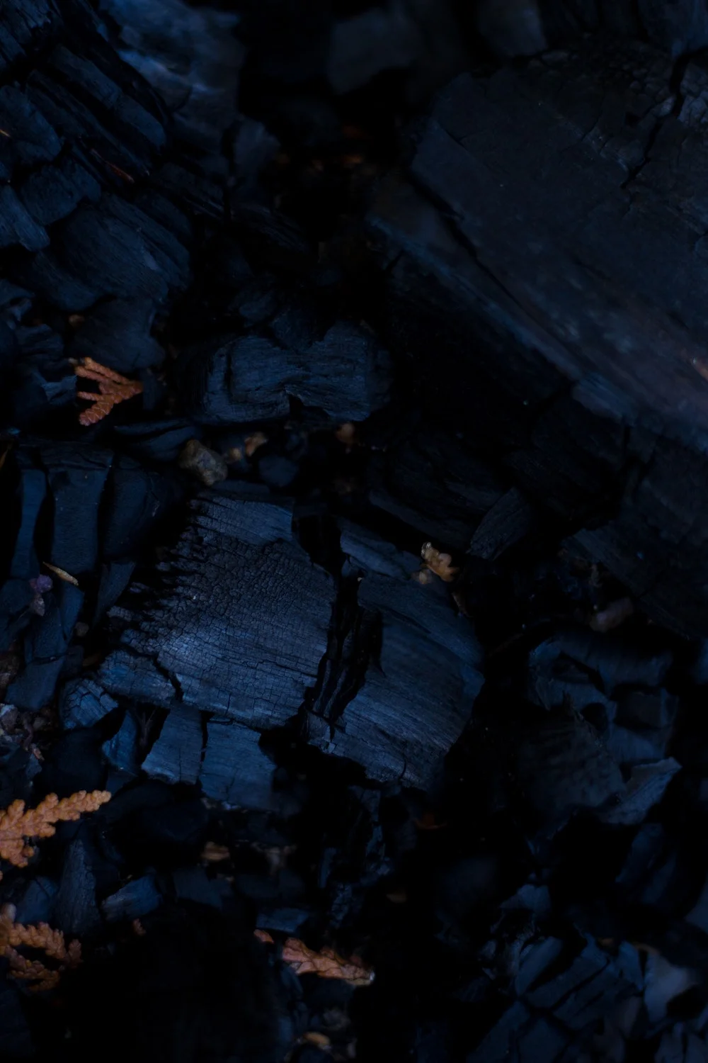 Ash Wednesday Service (Lent)