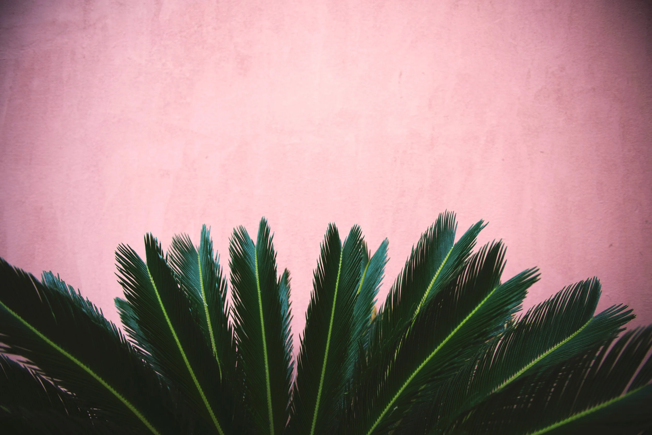 Online Sunday Service (Palm Sunday)