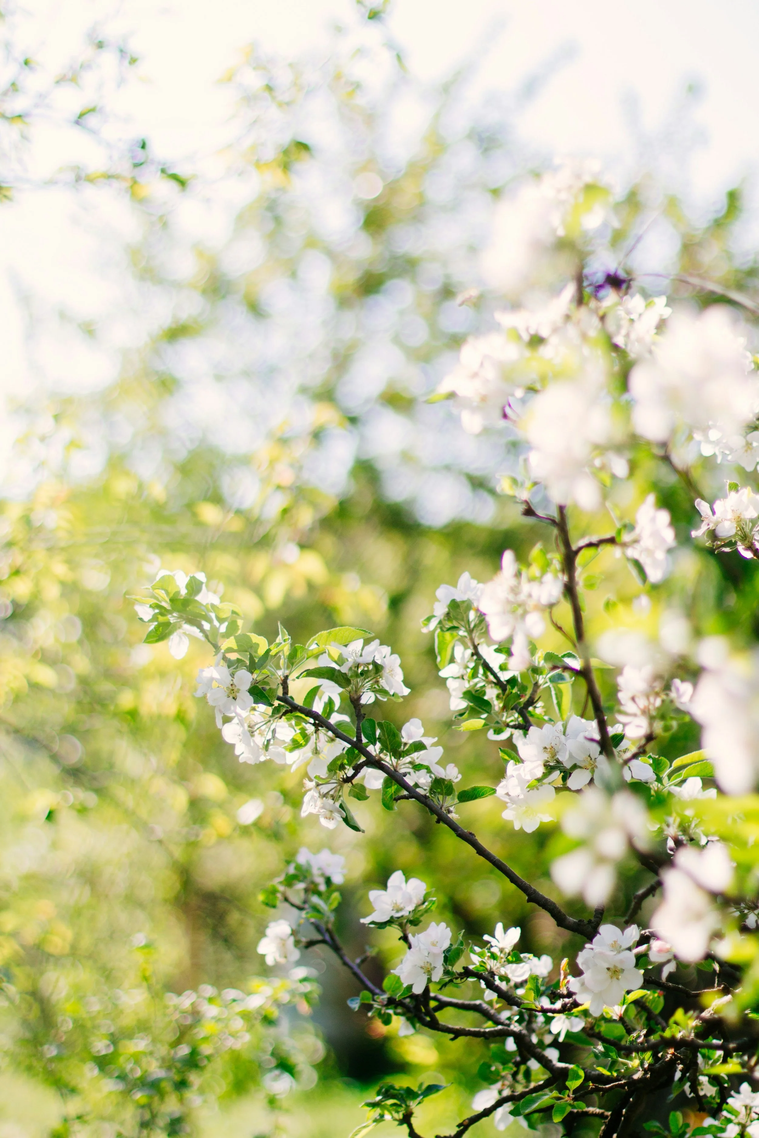 Lectionary Readings Week of June 15th