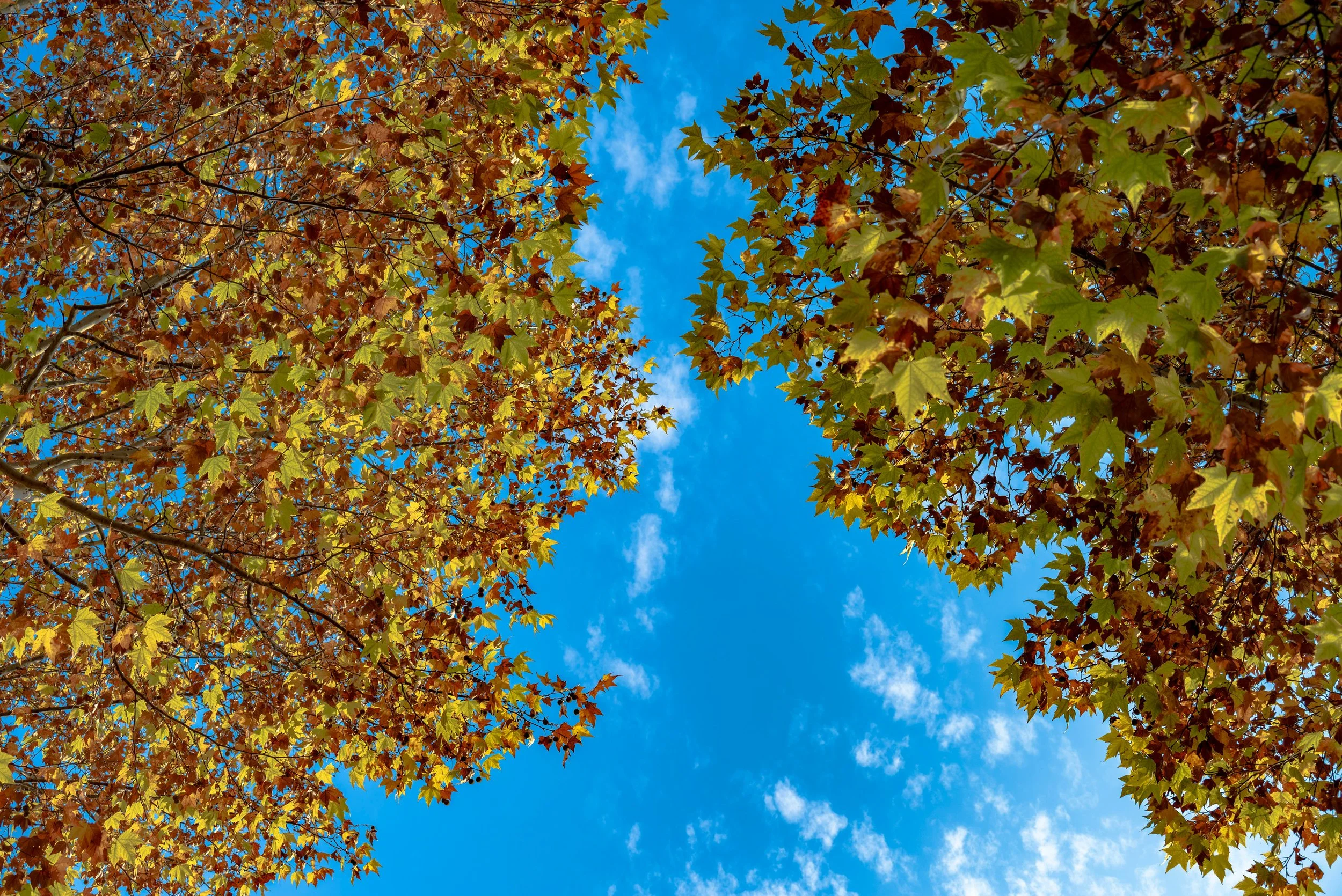 Lectionary Readings Week of September 14th