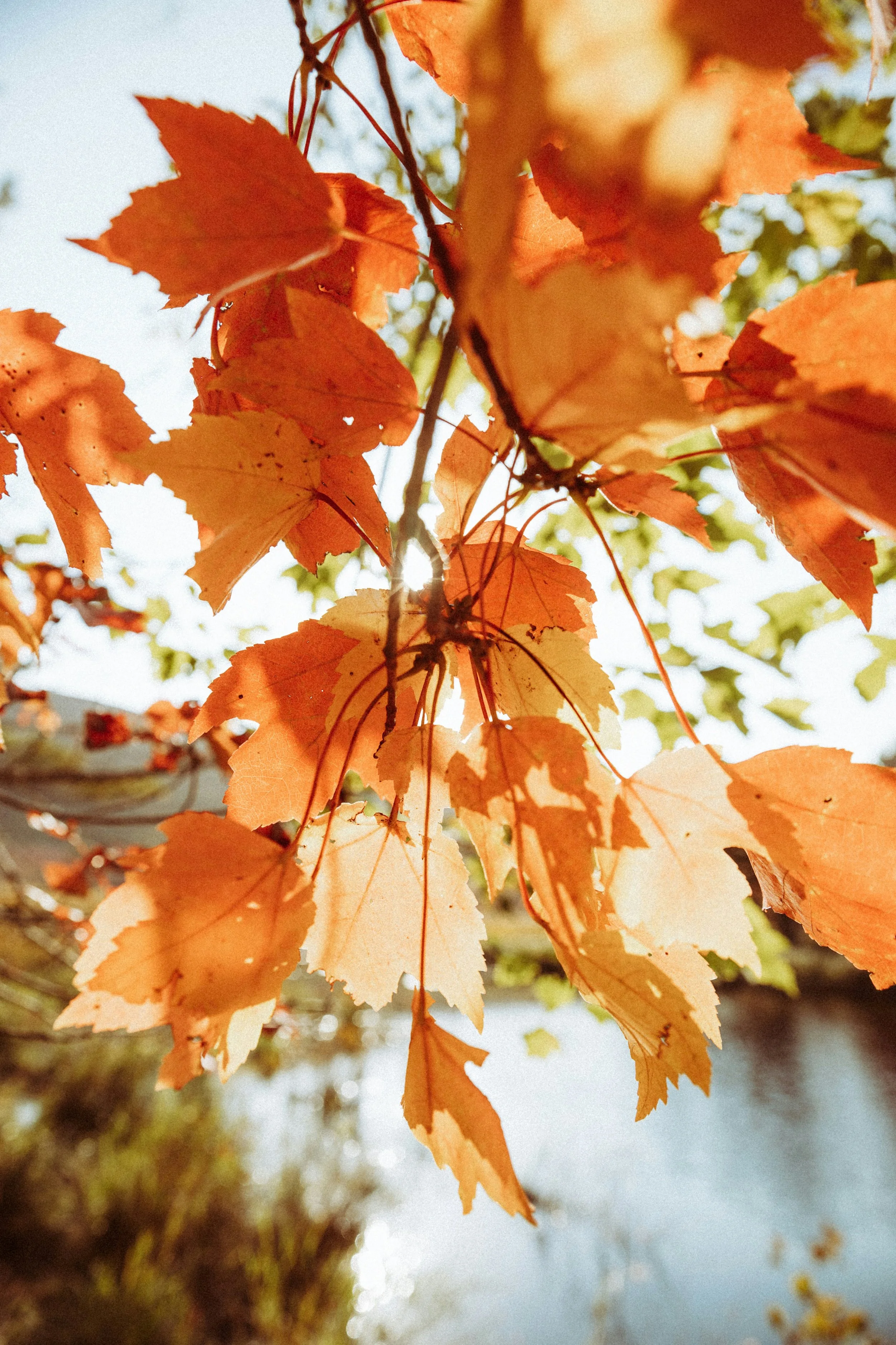 Lectionary Readings Week of October 19th