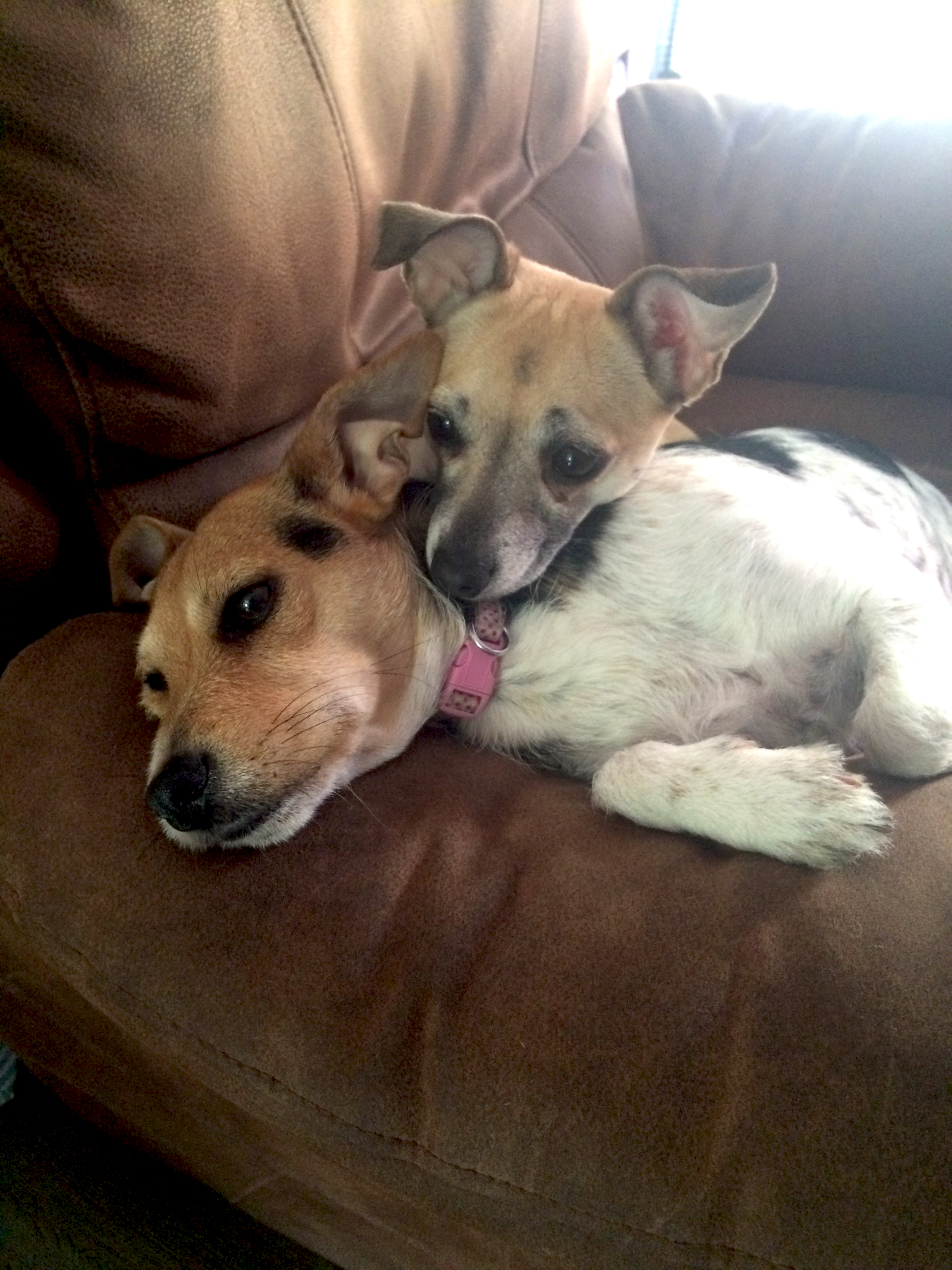 My two dogs relaxing on the chair (Roxy & Ruby)