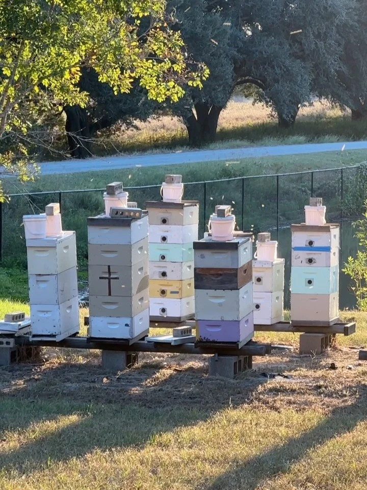 Highlights from this past week 
- [ ] Beautiful sunsets watching  the bees come home. 
- [ ] Thank you to all that came out to support us at Katy Rice Harvest Festival last weekend.
- [ ] Honey extraction- from honey supers to buckets of honey to bee