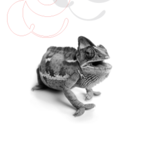 Chameleon Arts Ensemble of Boston