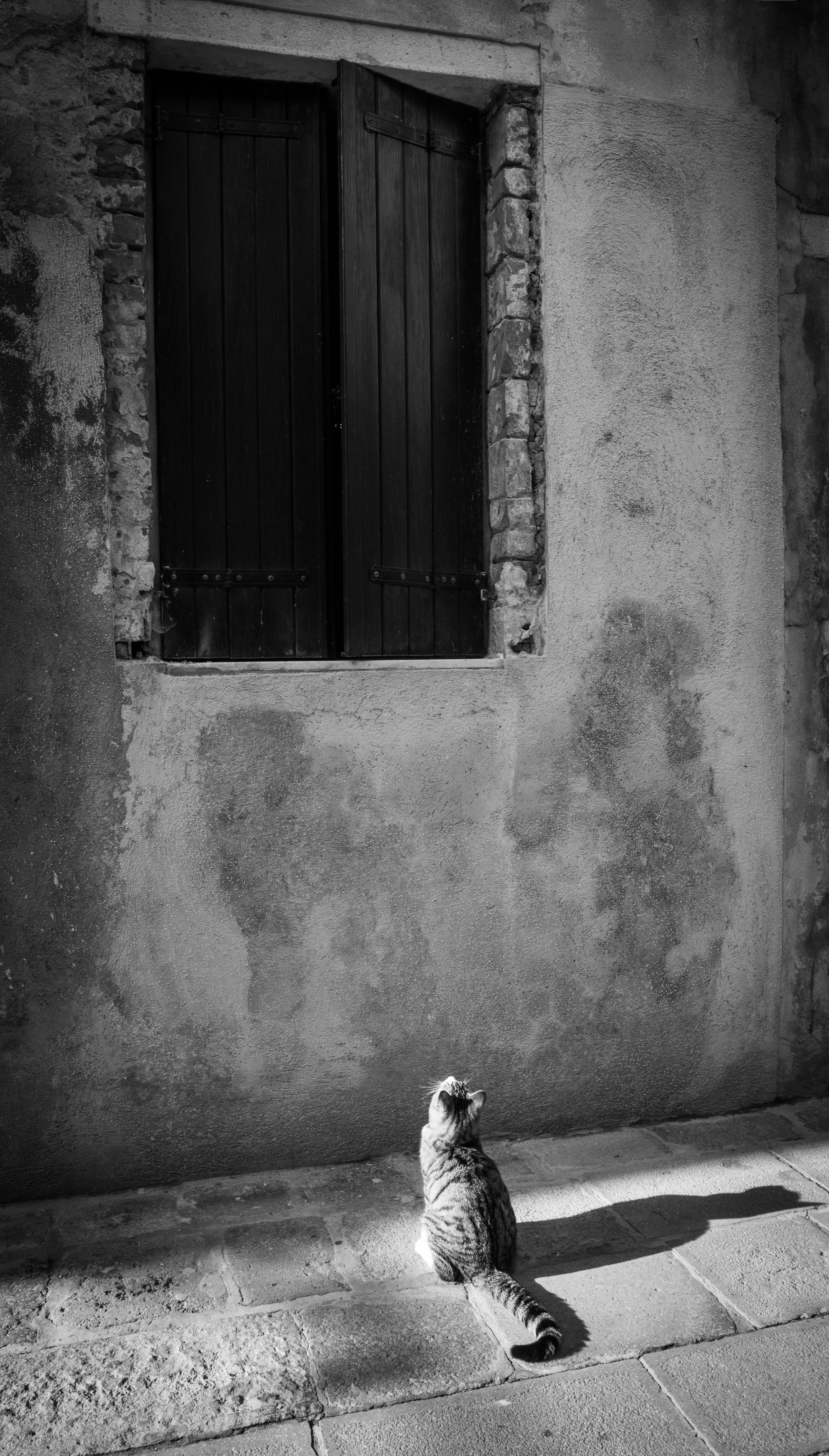 Let meow in (Copy)