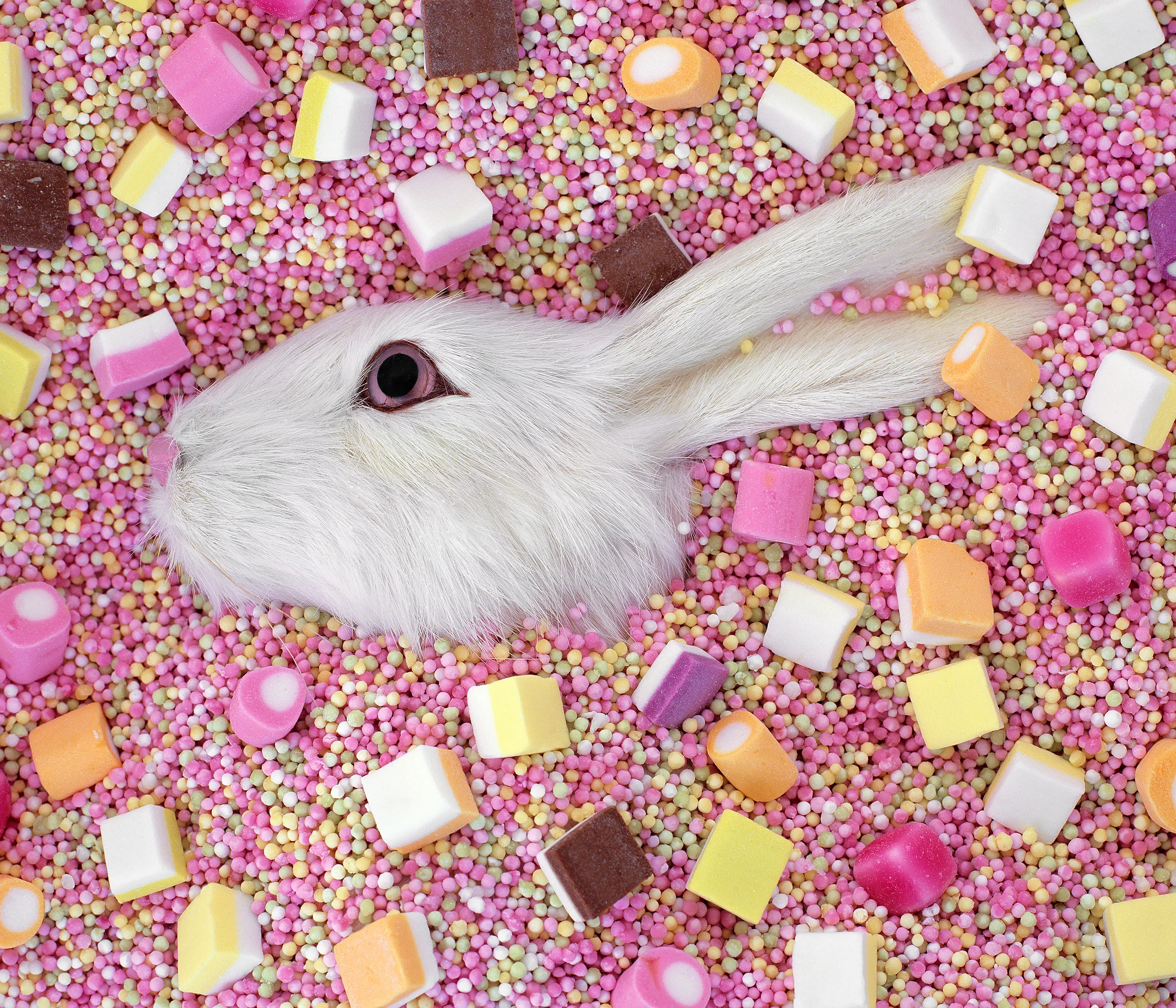 liz-wolfe-bunny-in-candy.jpg