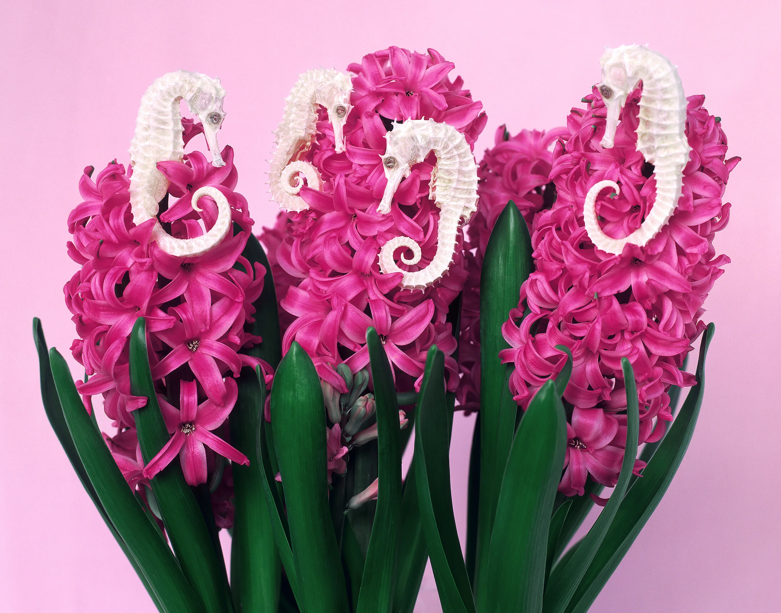 liz-wolfe-seahorses.jpg