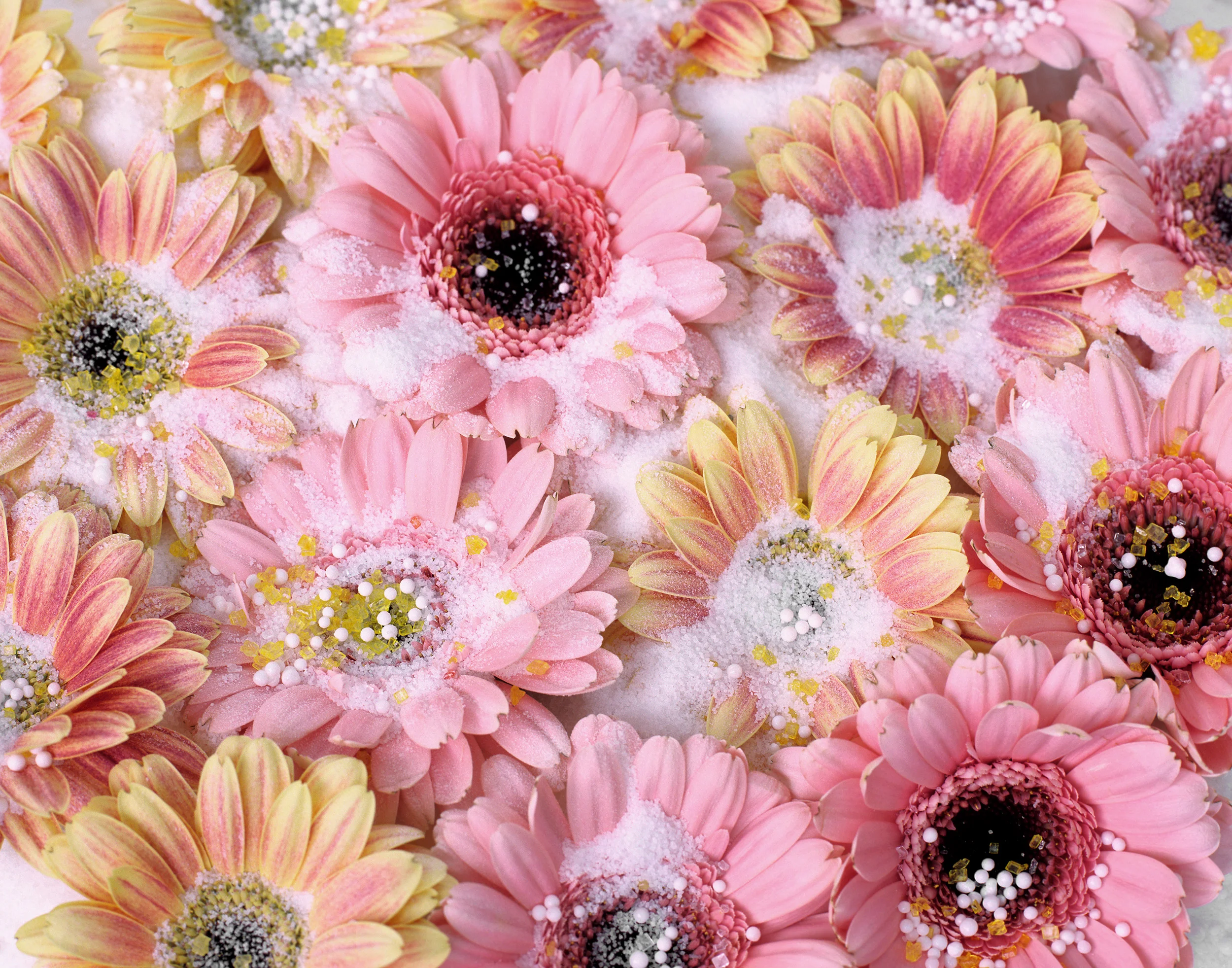 liz-wolfe-sugar-gerberas.jpg