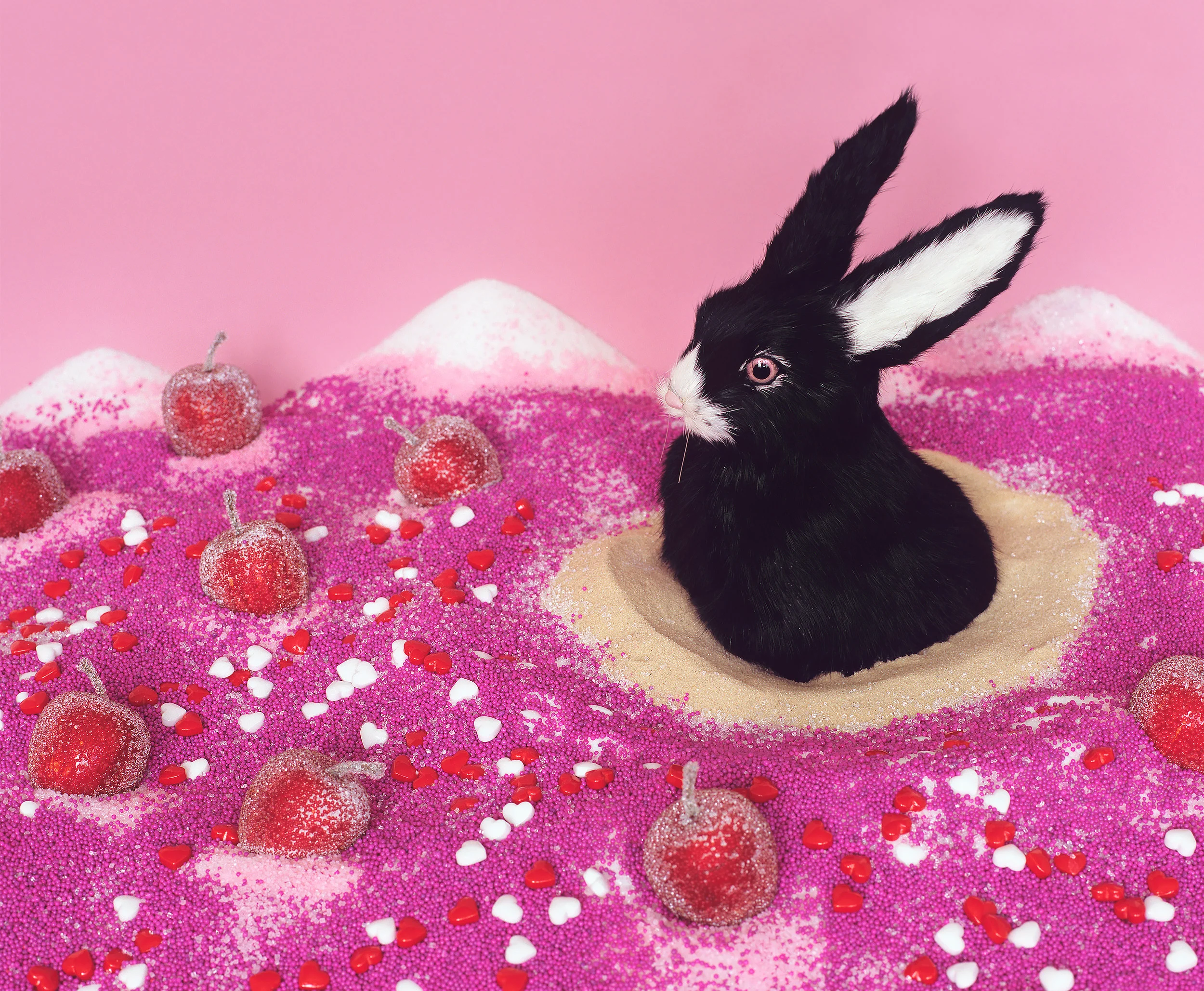 liz-wolfe-black-bunny.jpg