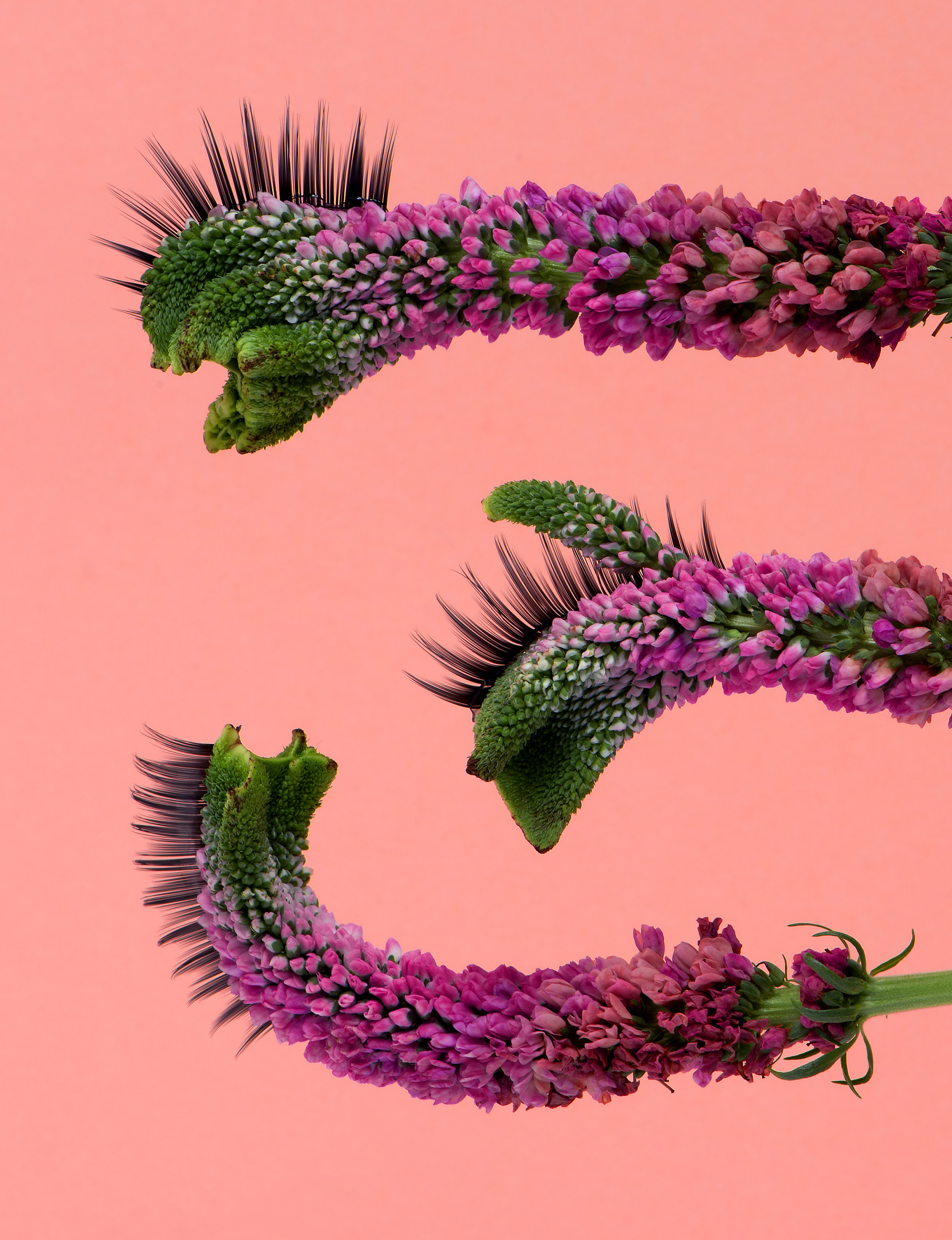 liz-wolfe-lash-flowers-2018-LR.jpg