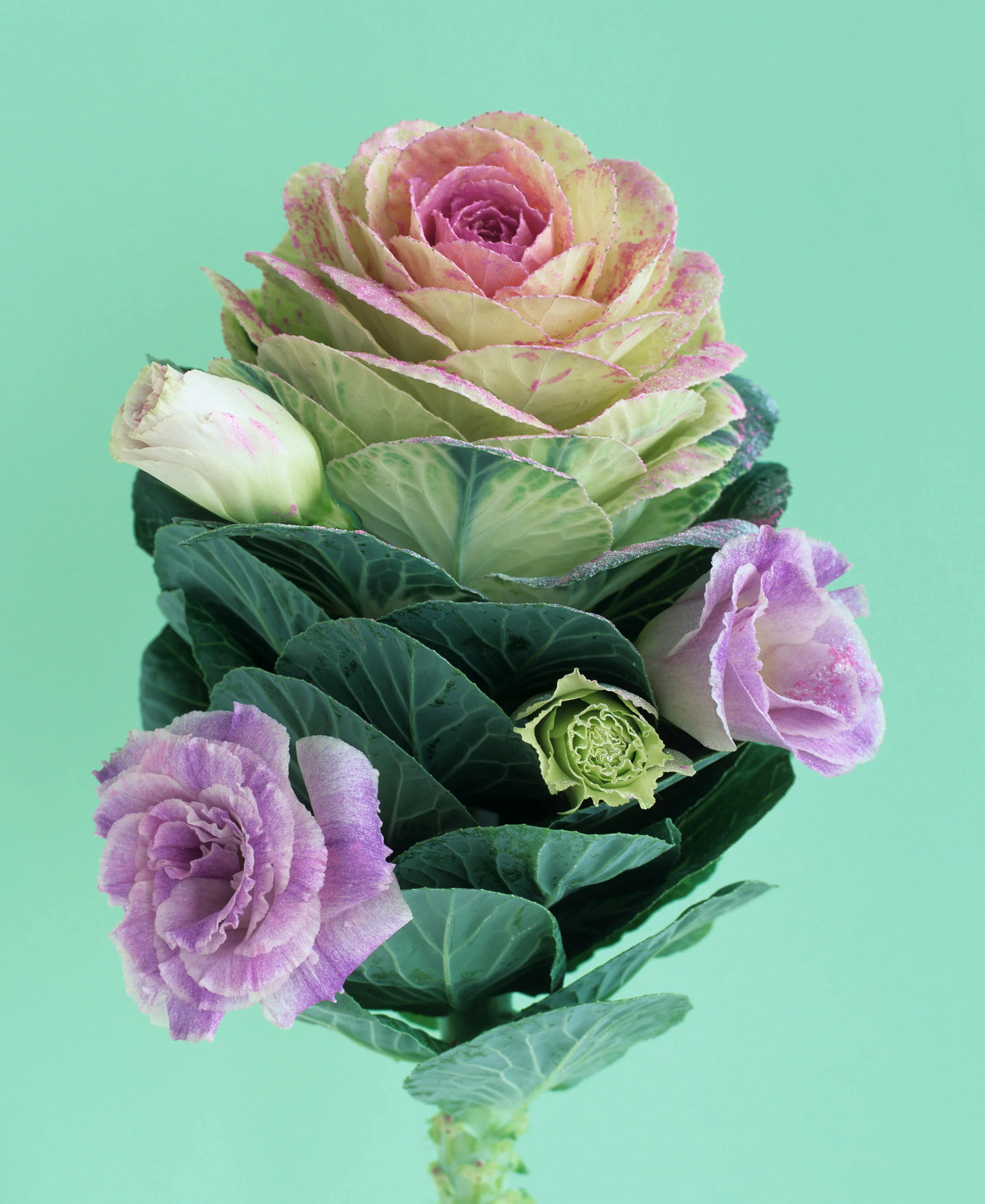 liz-wolfe-cabbage-flower-2020V2.jpg