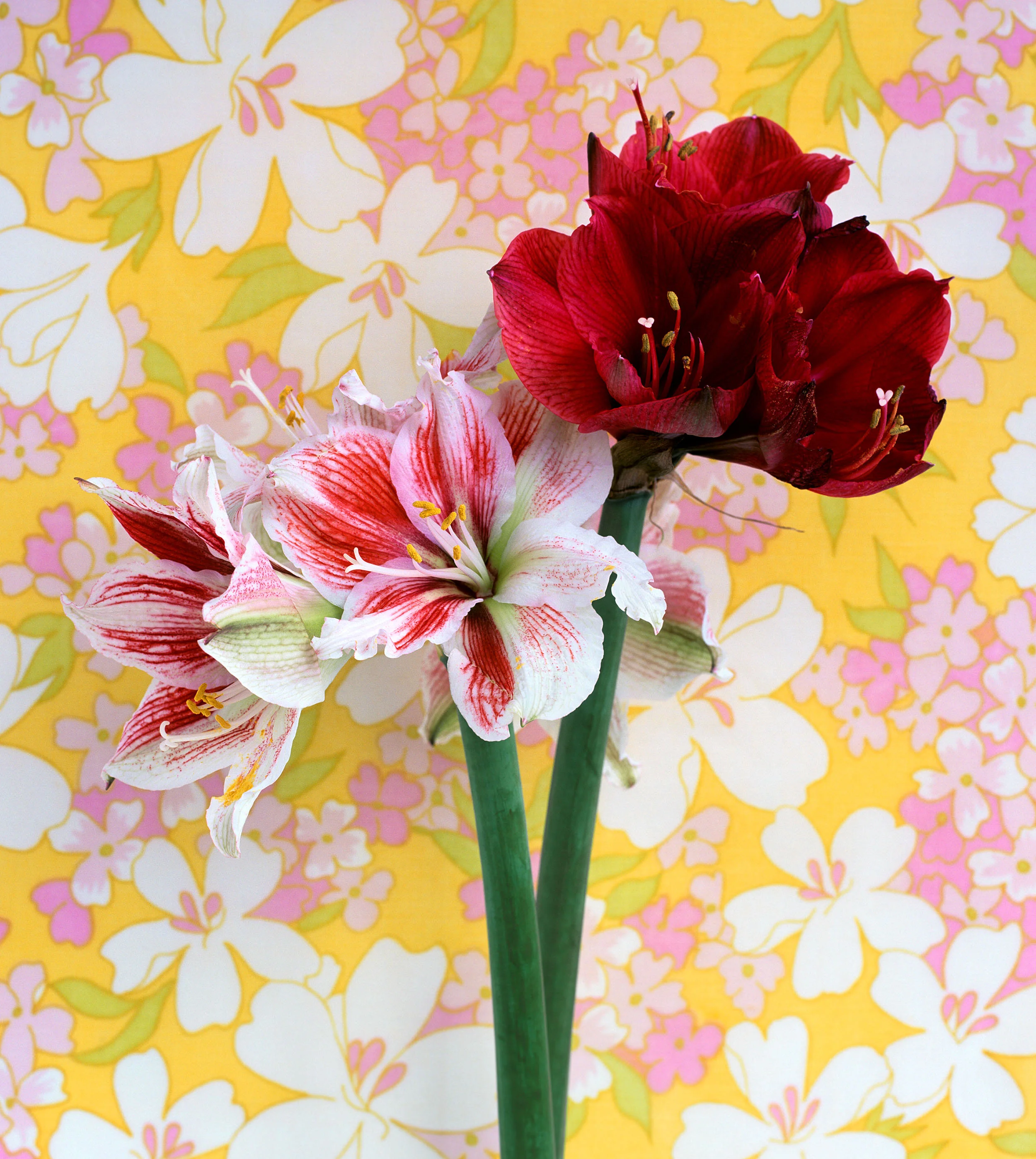 liz-wolfe-red-flowers.jpg