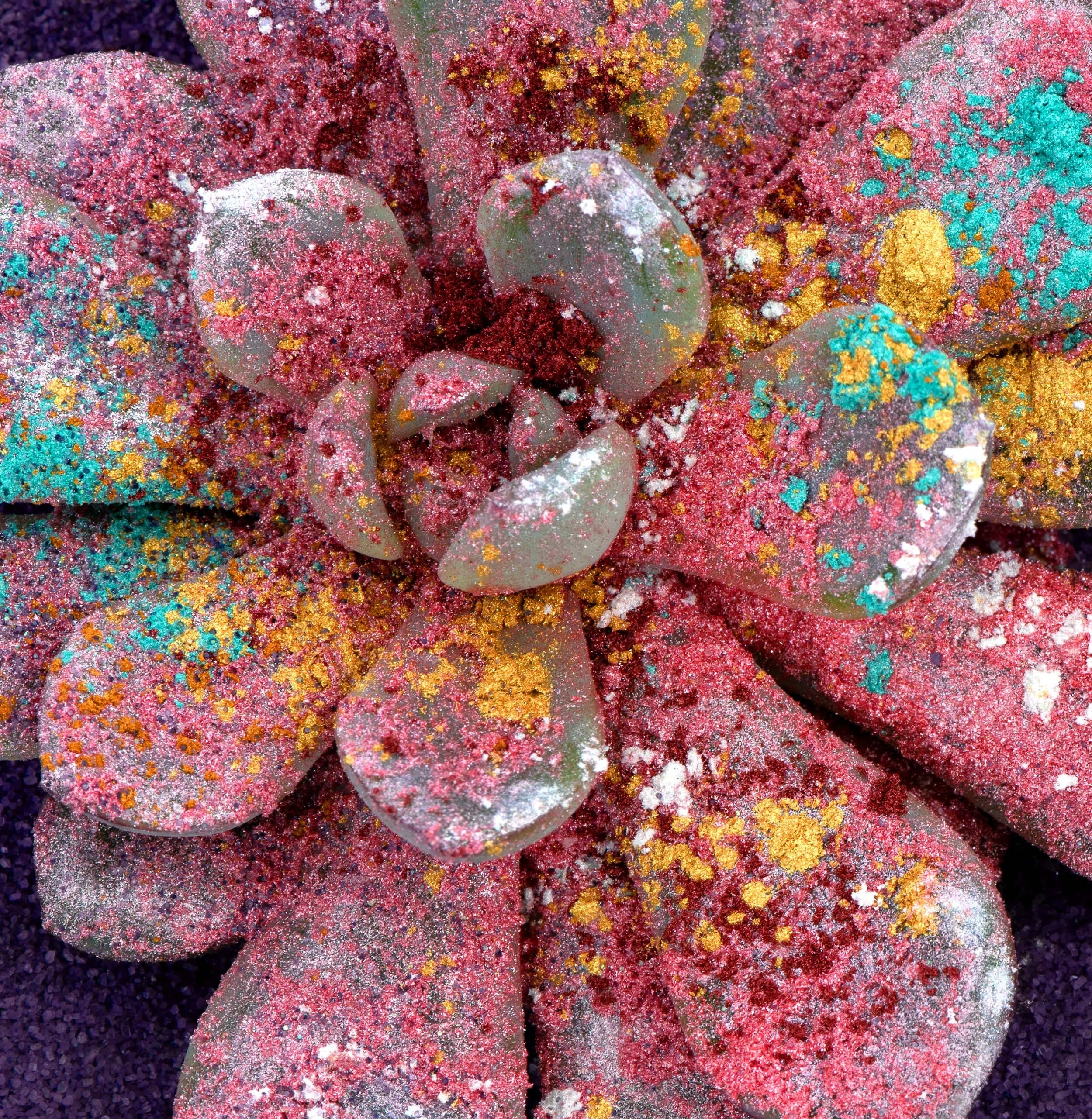 liz-wolfe-succulent-shimmer-2020-LR.jpg