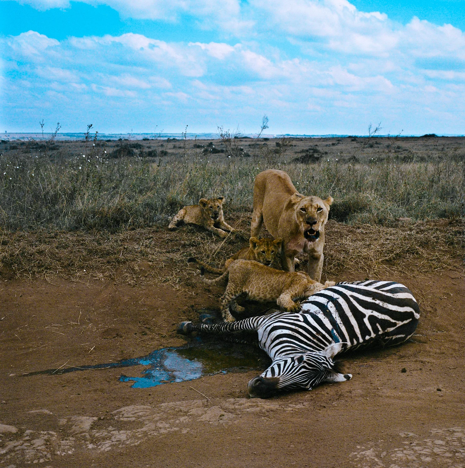 LION VS ZEBRA3-97680001.jpg
