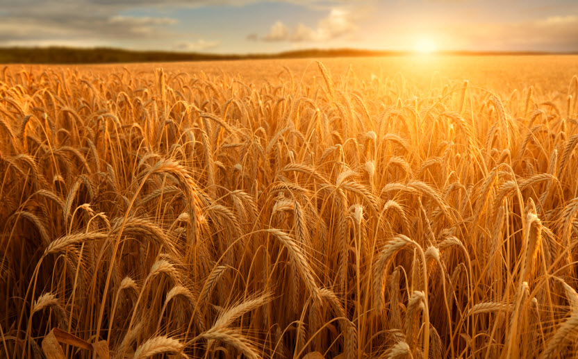 Hunger &amp; Thirst: Real Food