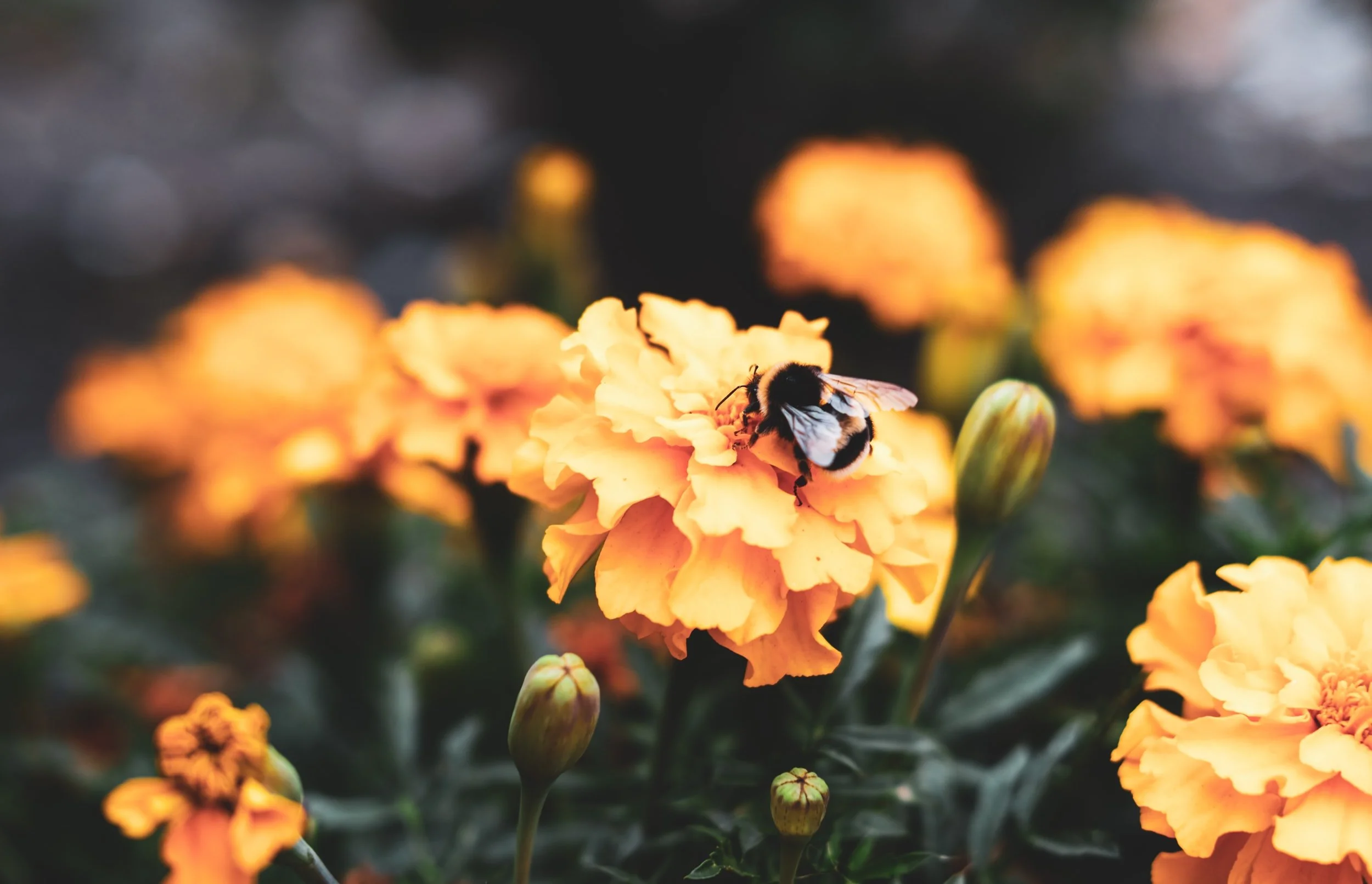 The Harmony of Humble Believers - Philippians 2:1-11