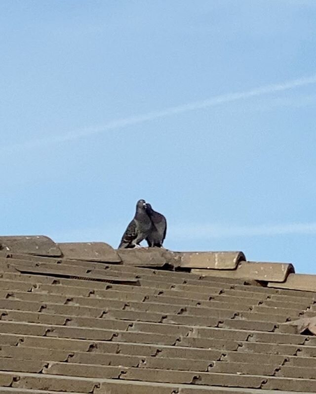 These two love birds 💕 🐦 have just been evicted from their little love nest. Have pigeons living under your solar? Give us a call ☎️ at 916-581-1773 for a free site assessment and abatement estimate. 
#makingenergycleanagain 
#pigeonabatement 
#sol