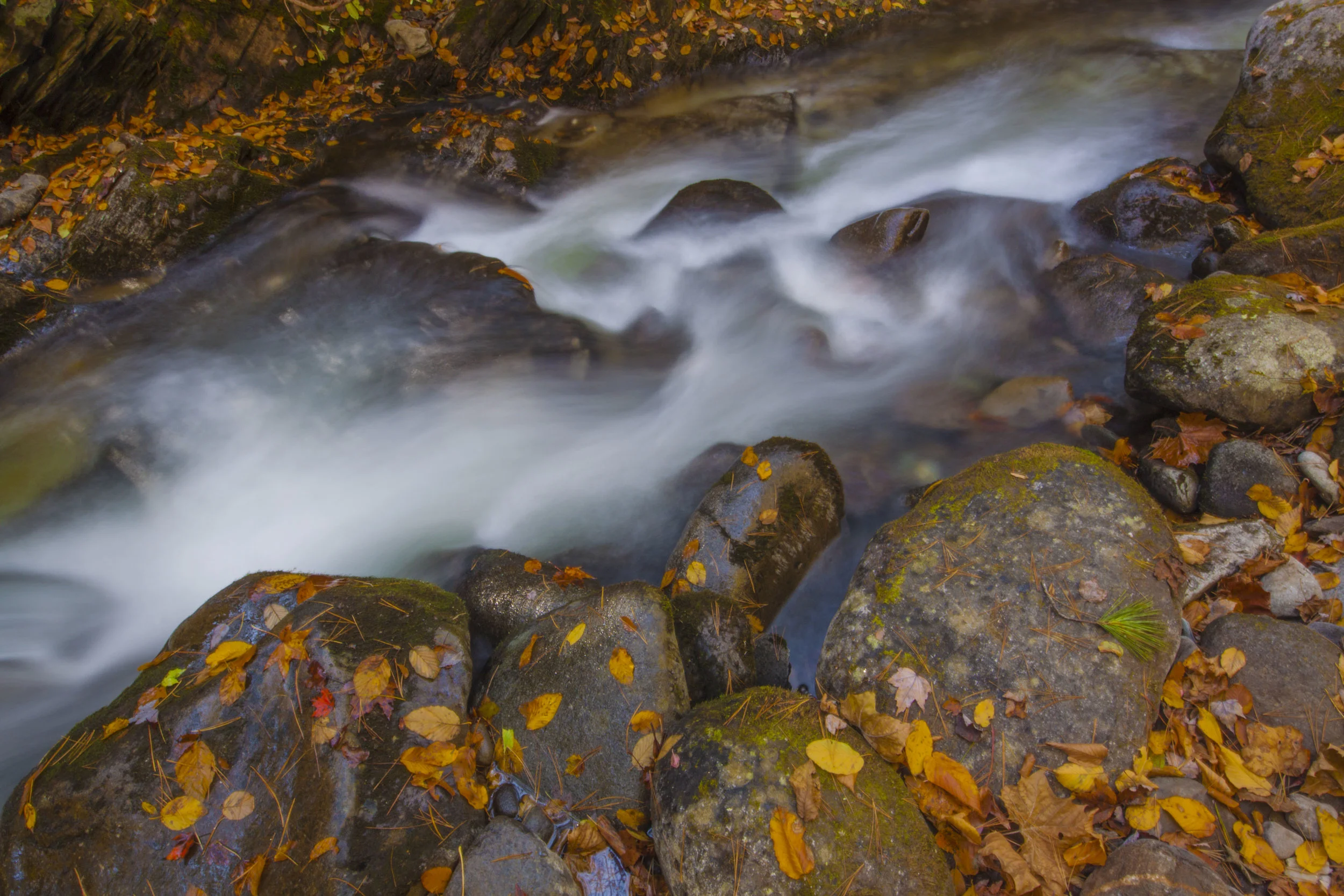 IMG_7800 as Smart Object-1.jpg