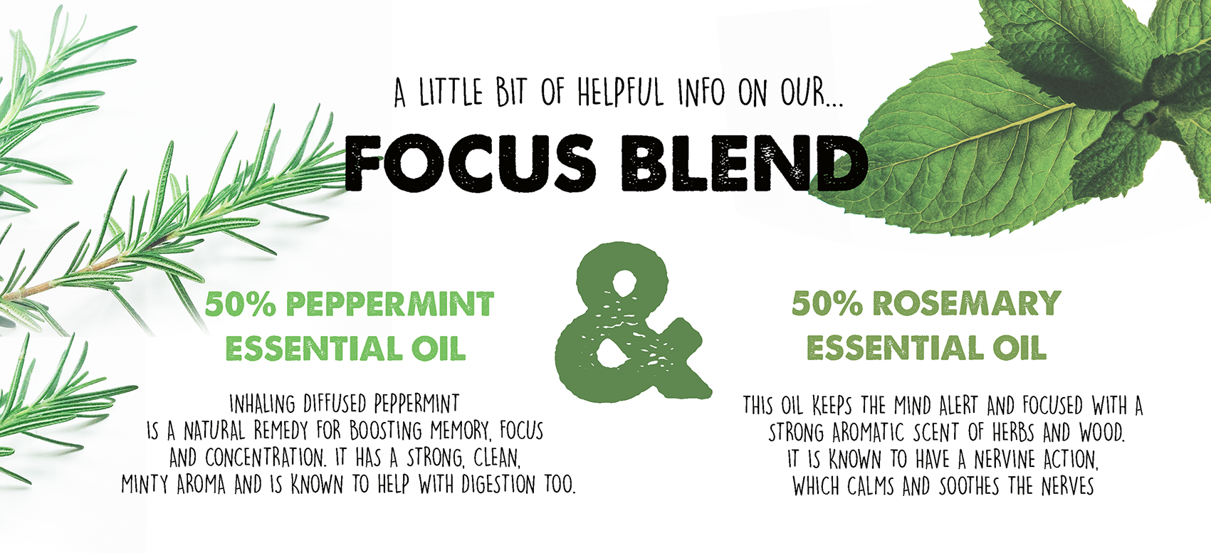Focus Blend information graphic featuring peppermint and rosemary essential oils. Includes text about the benefits of 50% peppermint oil for memory, focus, concentration, and digestion, and 50% rosemary oil for alertness, focus, and calming nerves. I