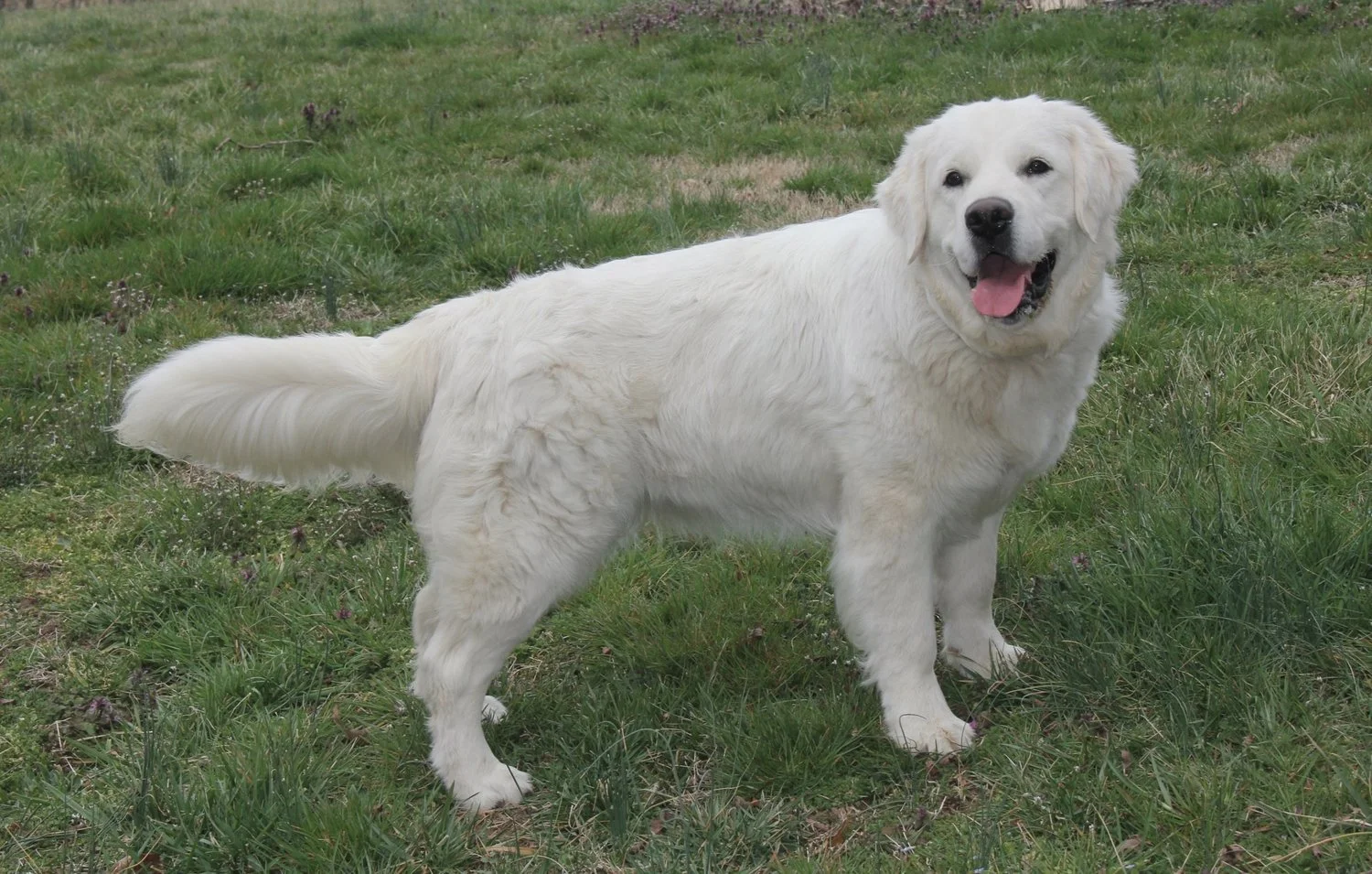 Dolly is a big beautiful girl with a thick coat. We kept her as a pup from Antigone and Tetris's litter. She has champion bloodlines and a sweet submissive personality.  She gets along great with other dogs, cats, and children. She scored excellent o