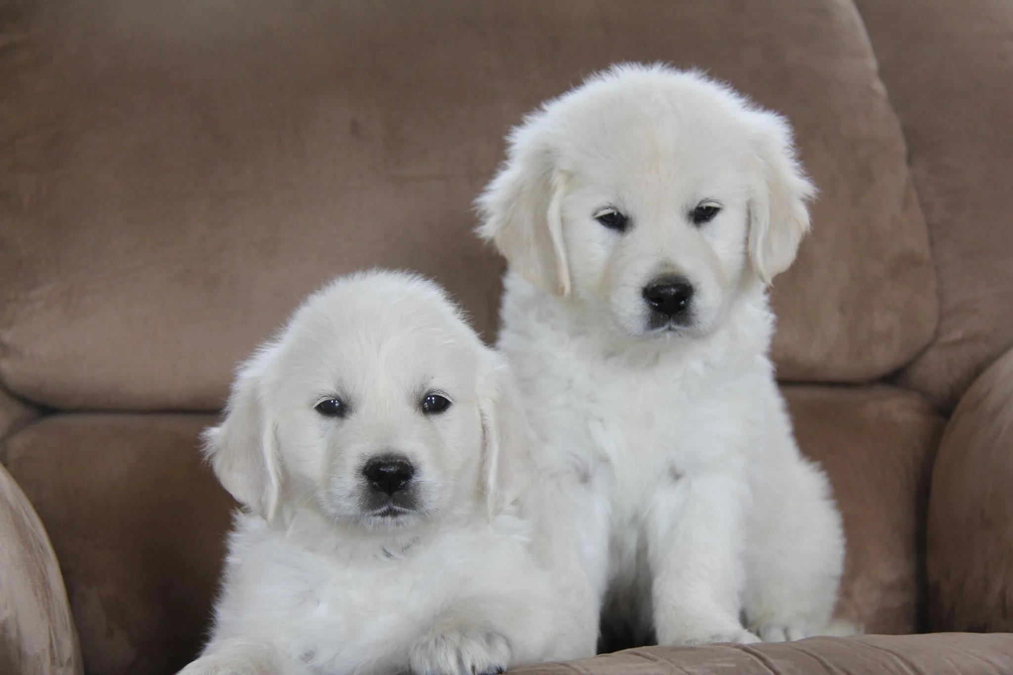 hidden springs english goldens