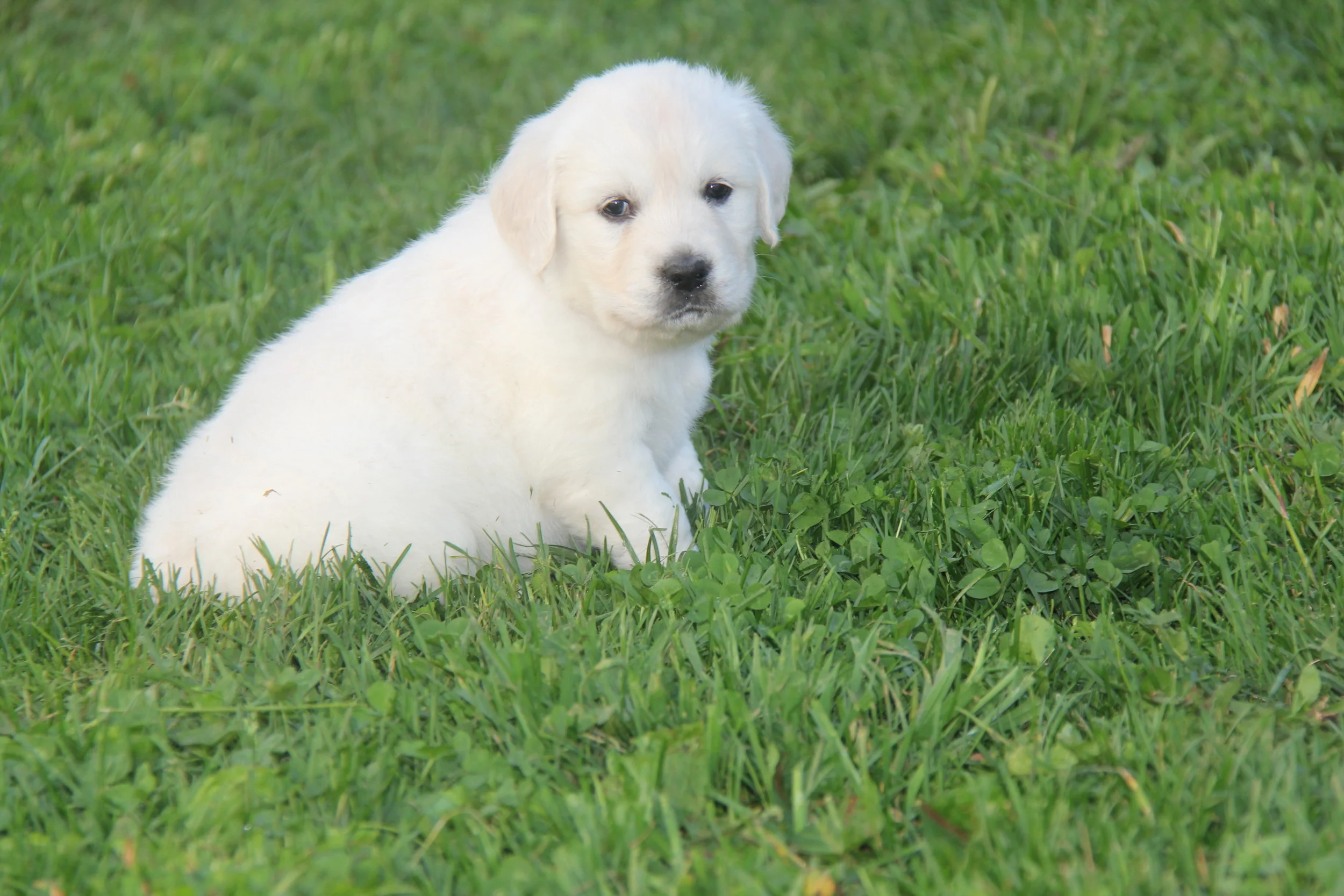 hidden springs english goldens