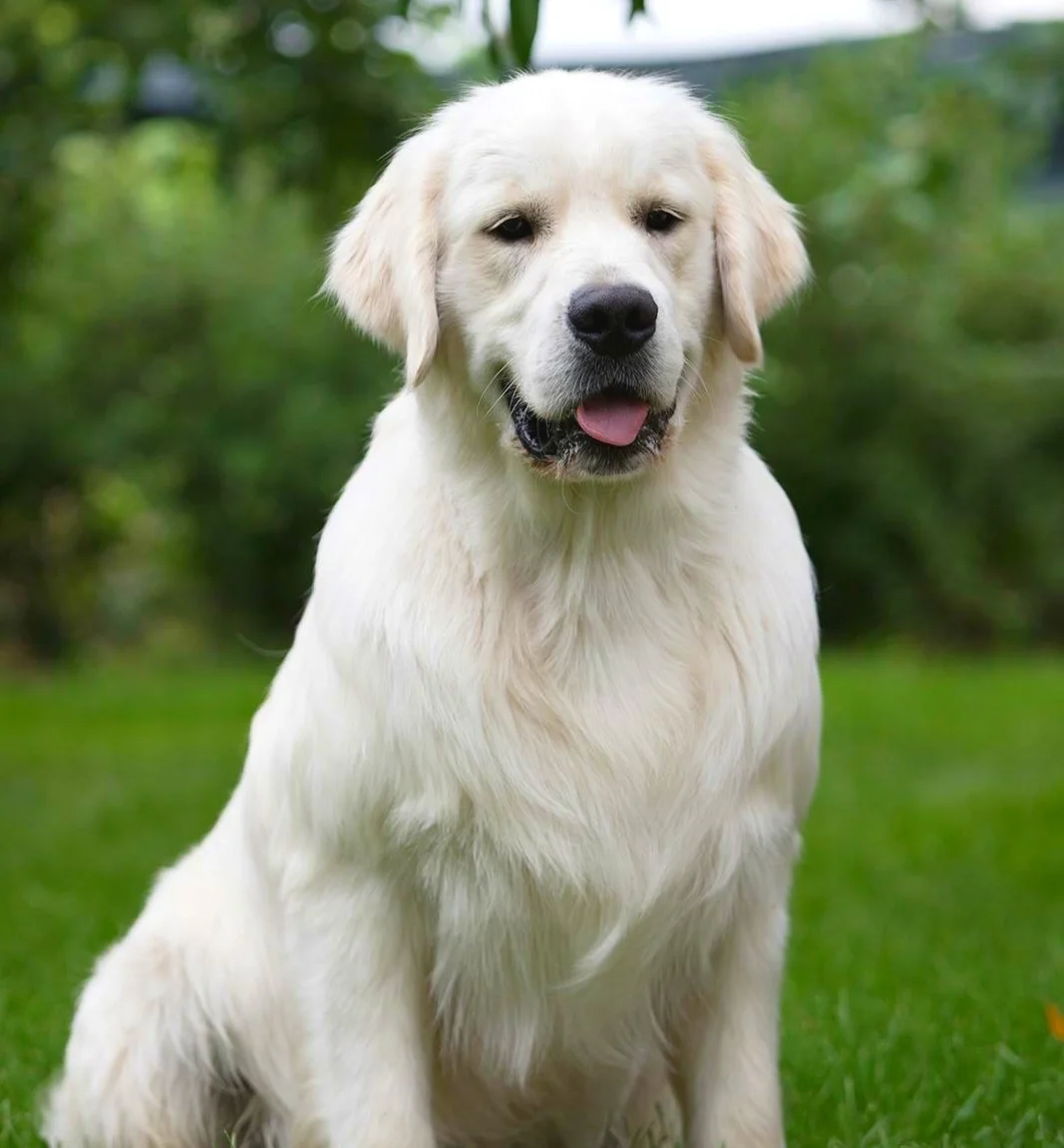hidden springs english goldens