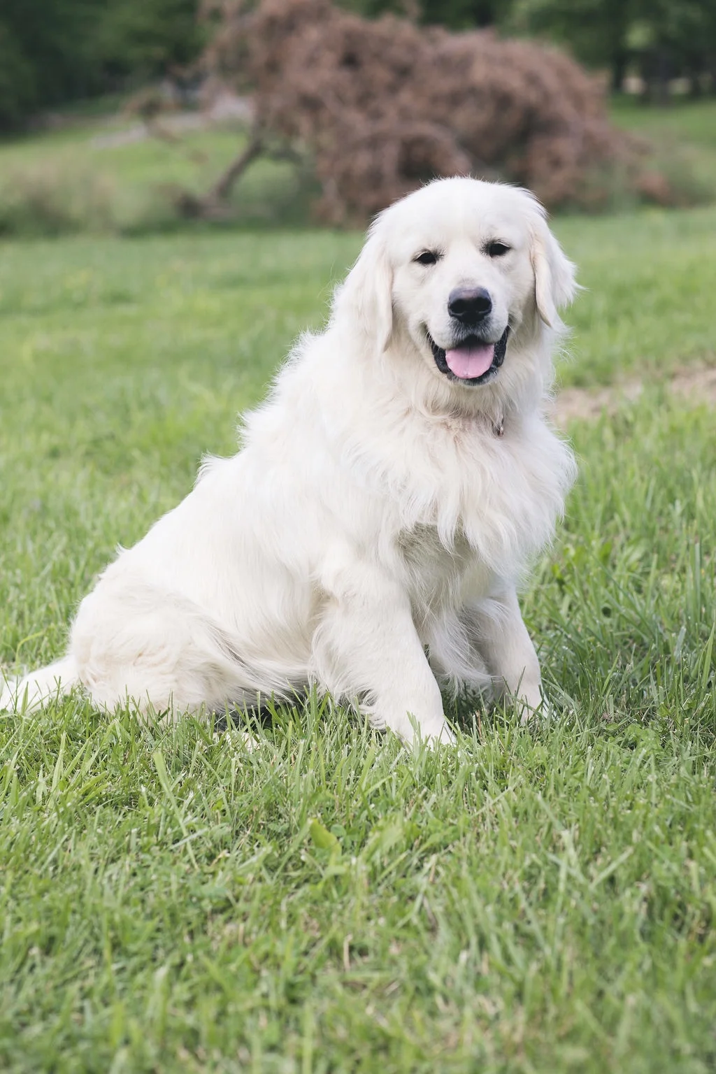 hidden springs english goldens