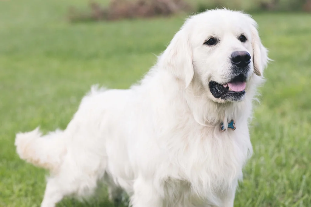 hidden springs english goldens