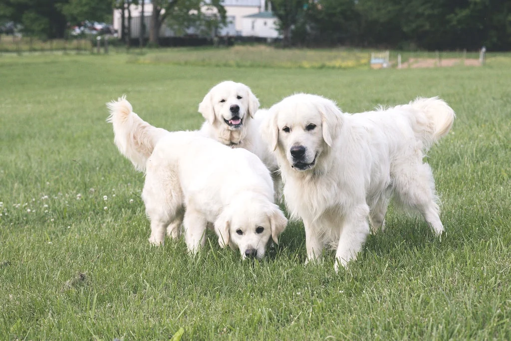 Our Goldens — Hidden Springs English Goldens
