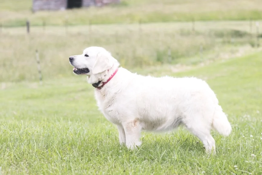 hidden springs english goldens