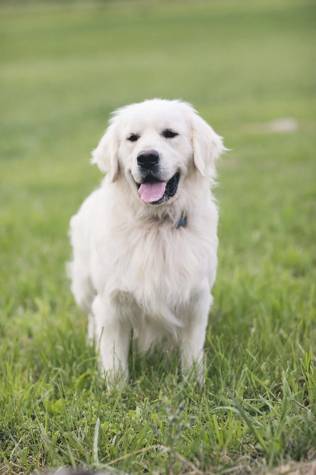 white golden retriever puppies