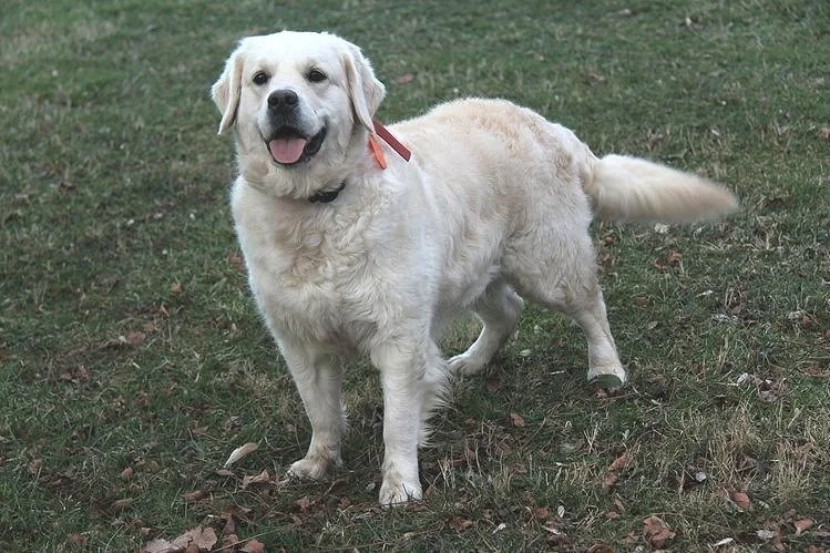 Mia is a stunning girl with a blocky head and champion bloodlines, embodying the best traits of the English Golden Retriever breed. With her loyal personality and eagerness to please, Mia is not only a wonderful companion but also a playful and affec